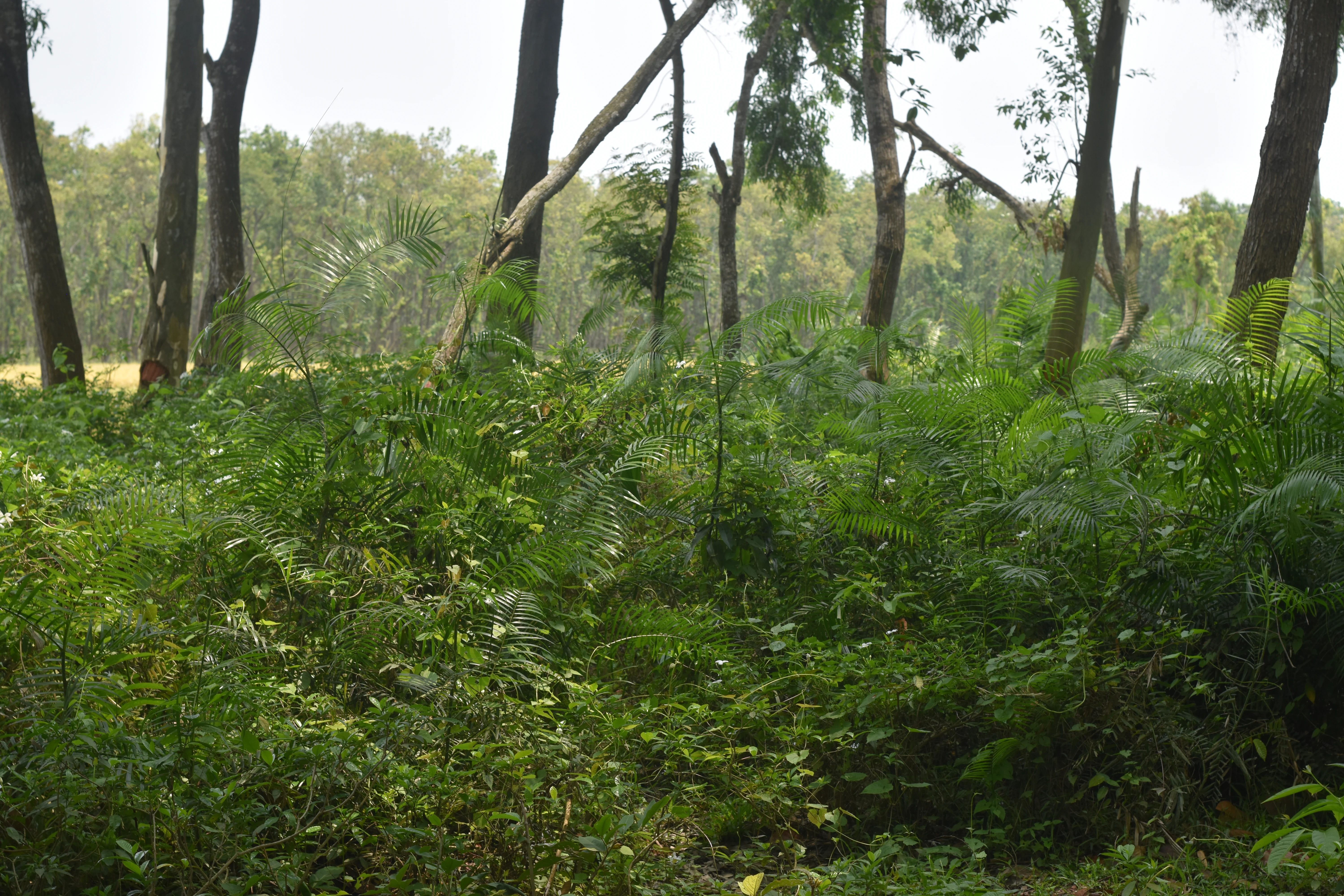 Lush green forest with dense undergrowth and tall trees