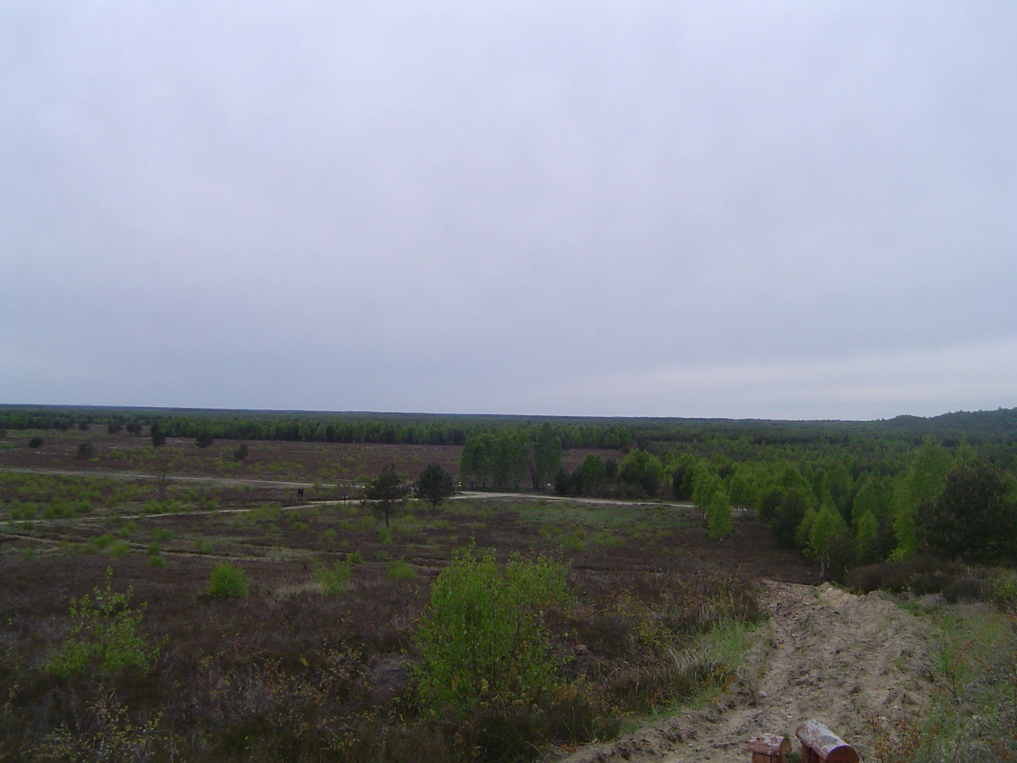A wide view of a flat, open heathland landscape featuring low vegetation, sparse trees, and a sandy path under an overcast sky.