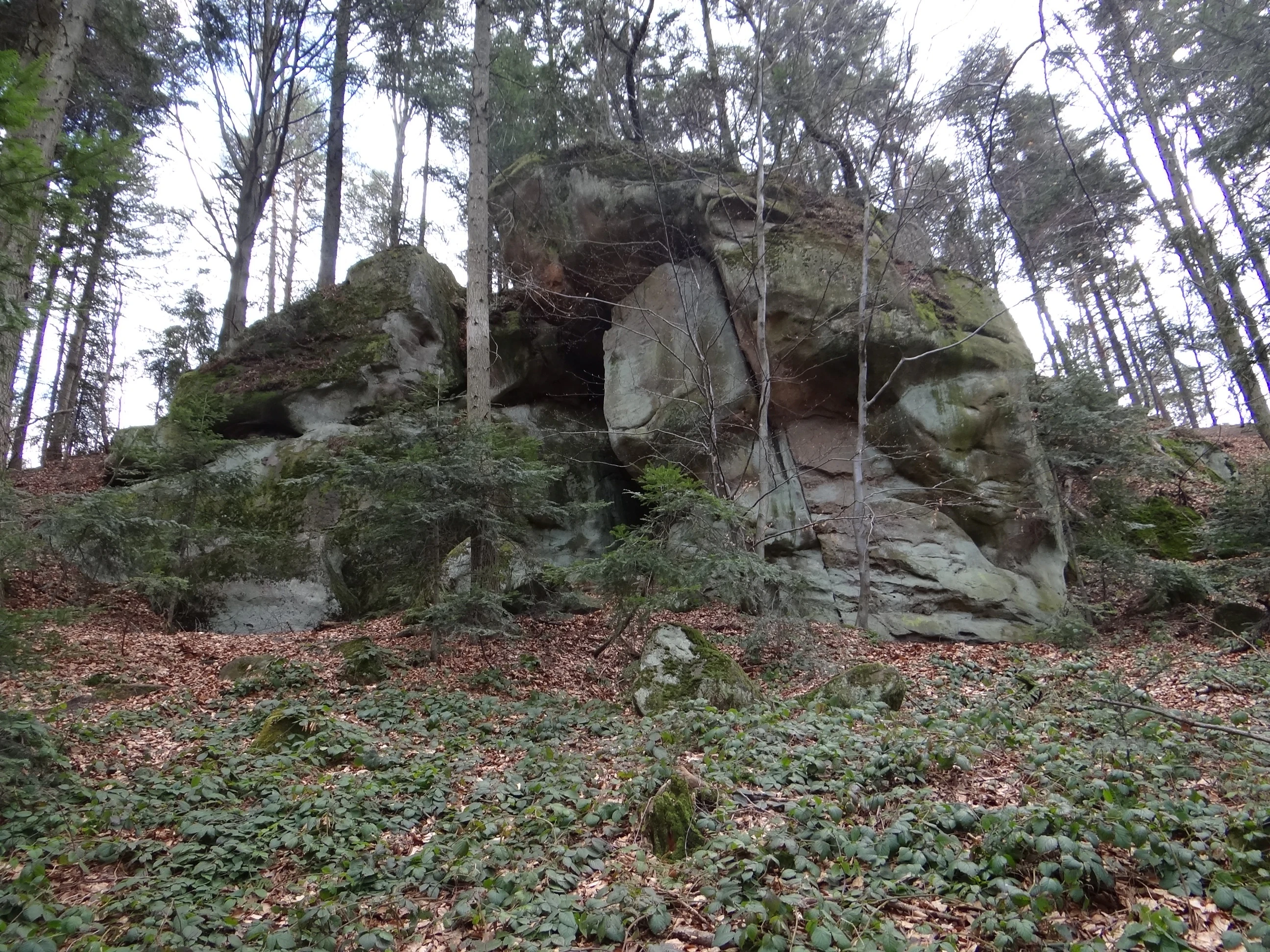A large, weathered sandstone rock formation sits surrounded by tall, slender forest trees on a hill covered with dead leaves and low ground vegetation.