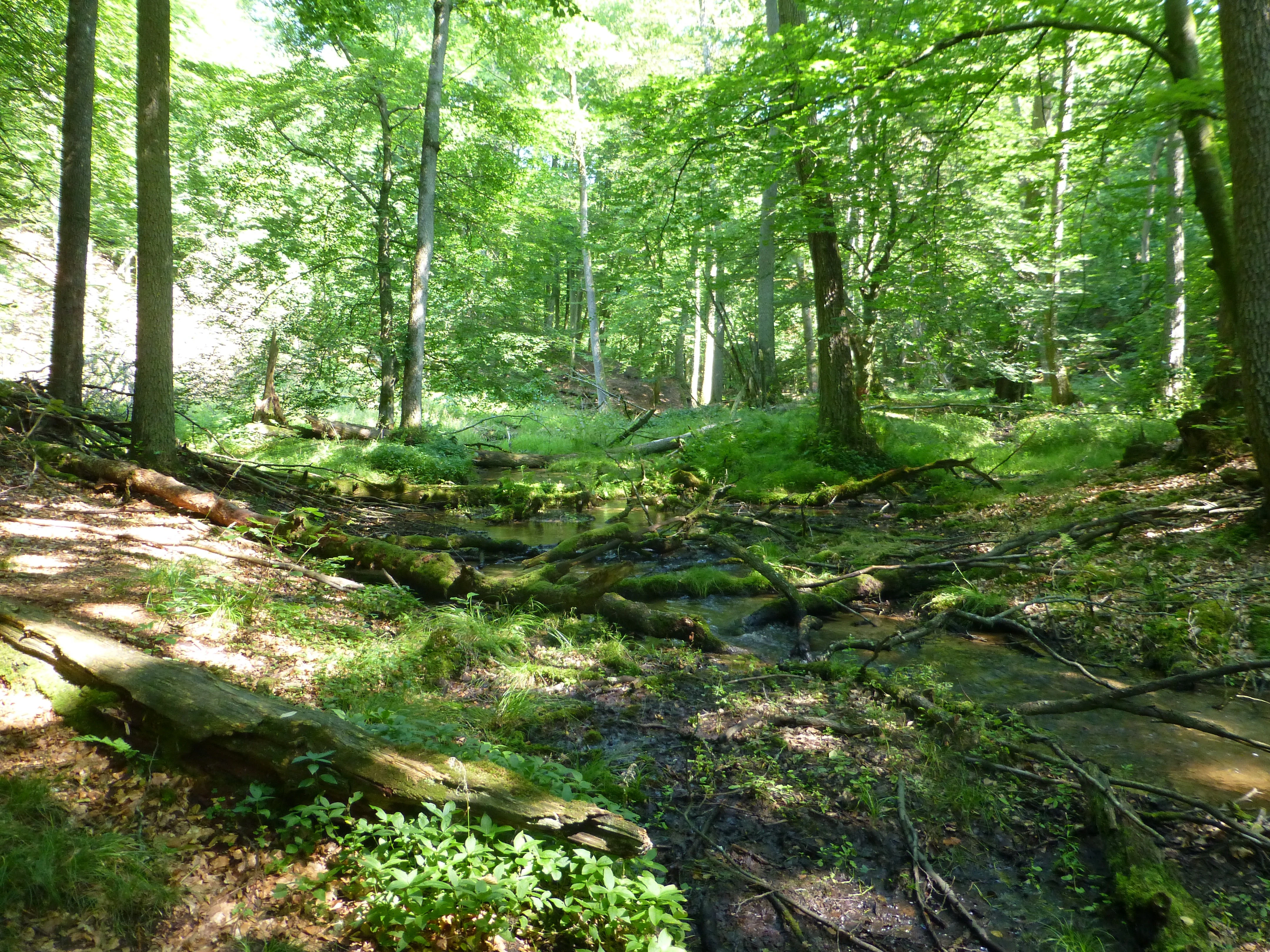A small forest stream flowing through a dense, green deciduous forest with fallen logs and mossy ground.