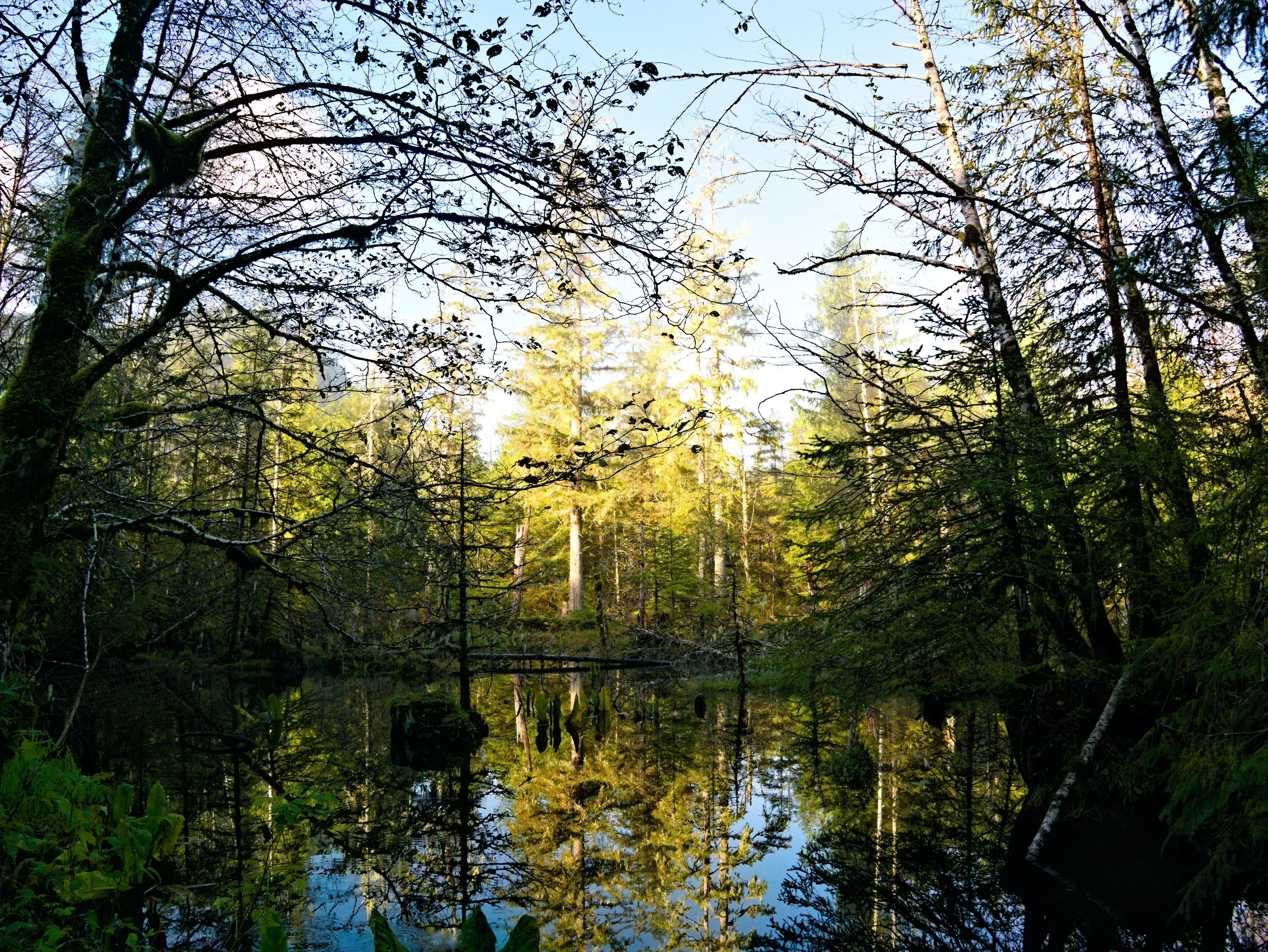 A calm, reflective wetland pool surrounded by a dense temperate forest with tall trees and dappled sunlight filtering through the canopy.