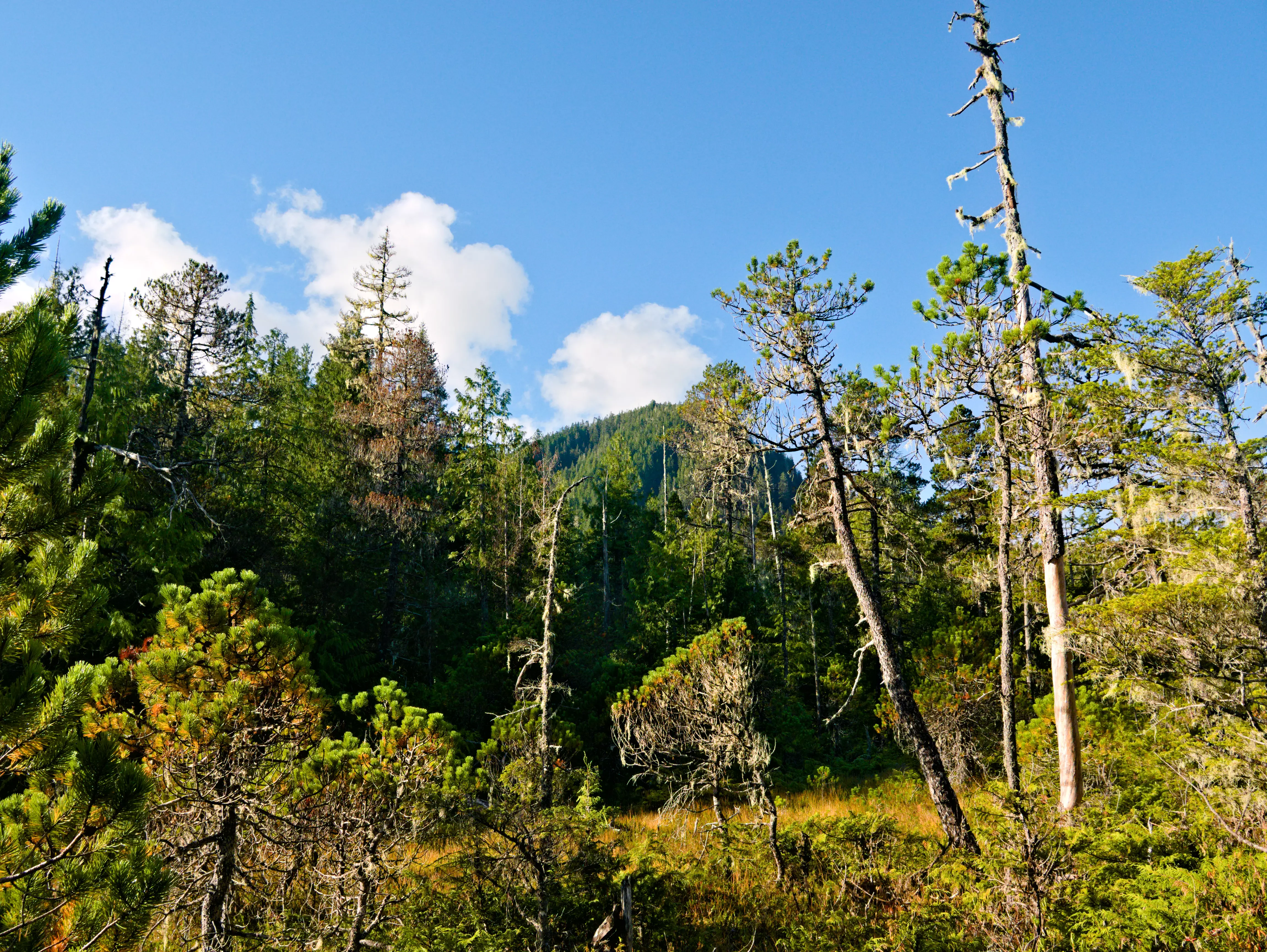 A dense forest landscape with a mix of evergreen trees and standing dead trees against a clear blue sky, featuring a boggy ground surface in the foreground.
