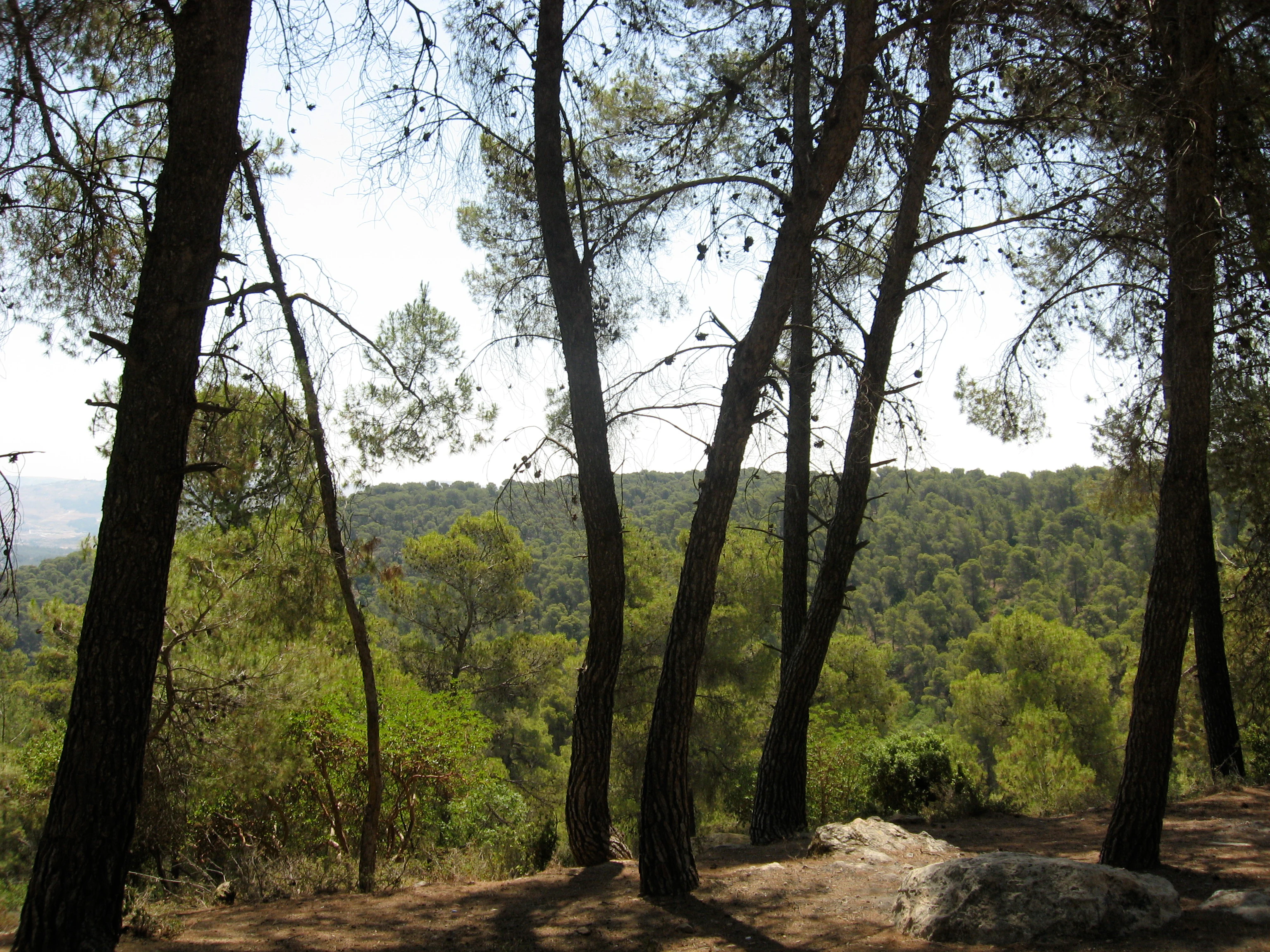 Altos pinos y robles con vistas a colinas boscosas distantes