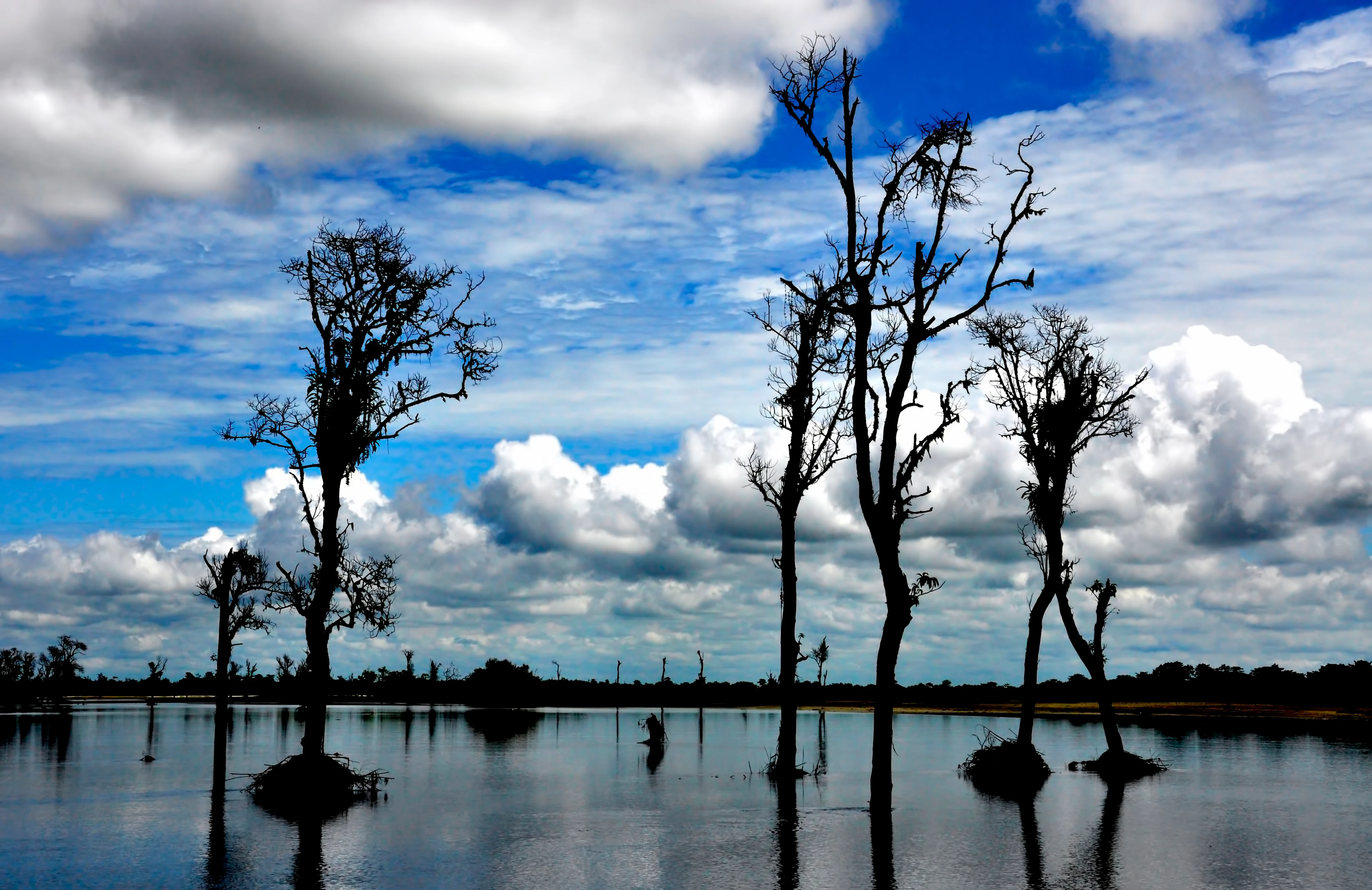 Silhouetted trees standing in shallow water with reflections, under a partly cloudy blue sky