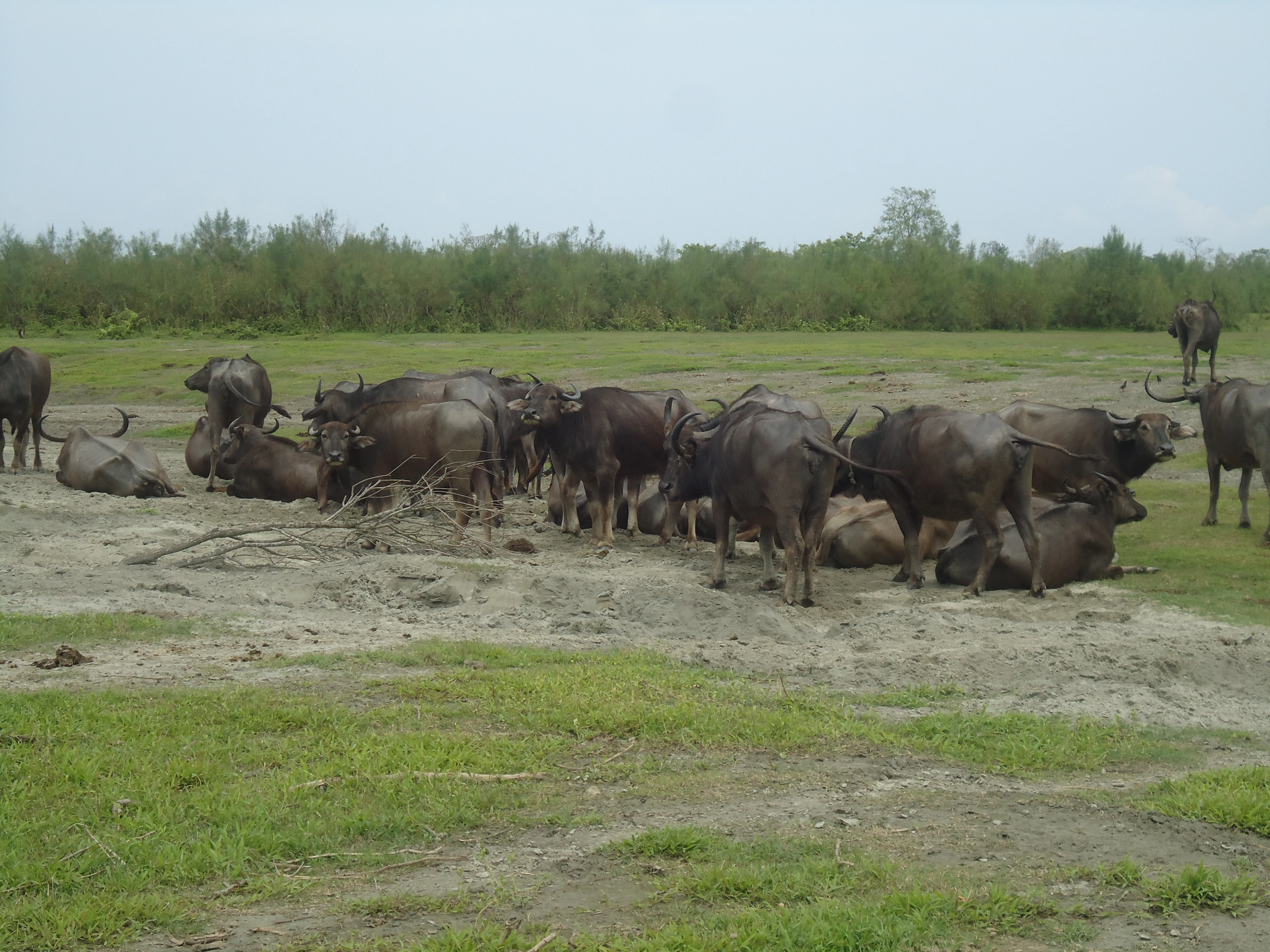 Multiple dark-colored water buffalo standing and resting in a grassy field with trees in the background