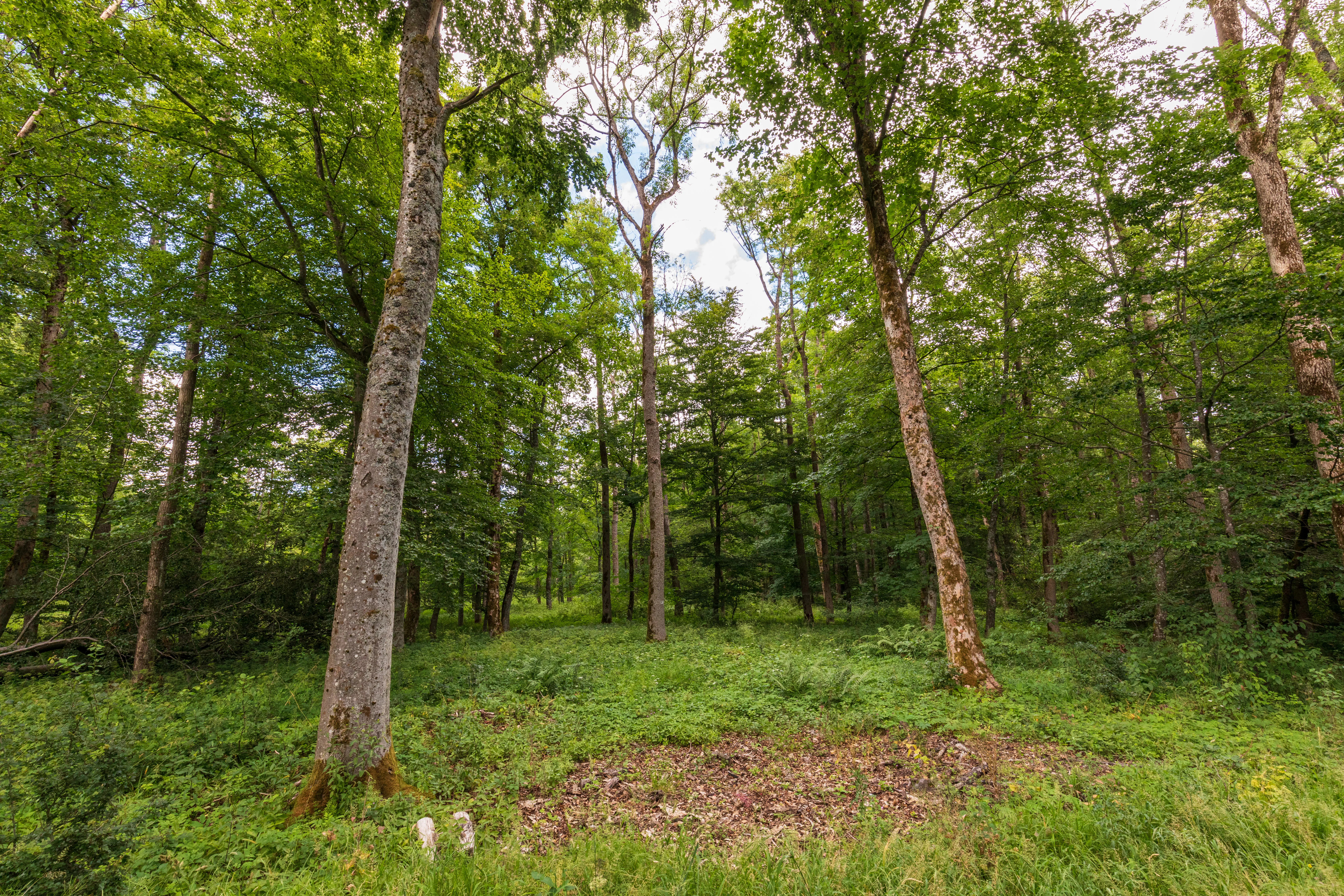 Eye-level shot looking into a lush green deciduous forest with tall tree trunks and dense foliage.