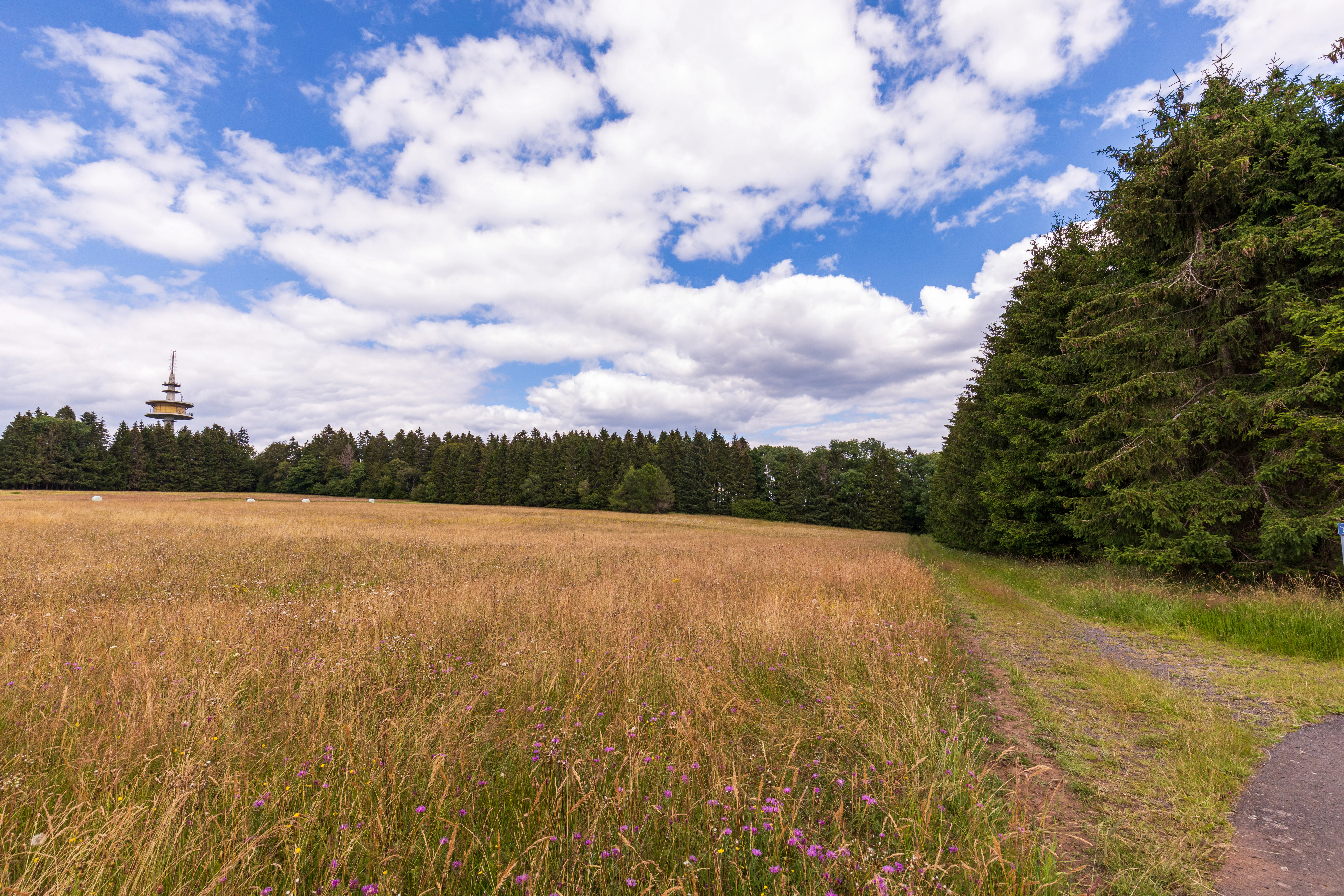 A wide, golden-grass meadow in the foreground leads to a dense line of coniferous forest; a tall communications tower is visible in the distant background under a bright, cloudy sky.