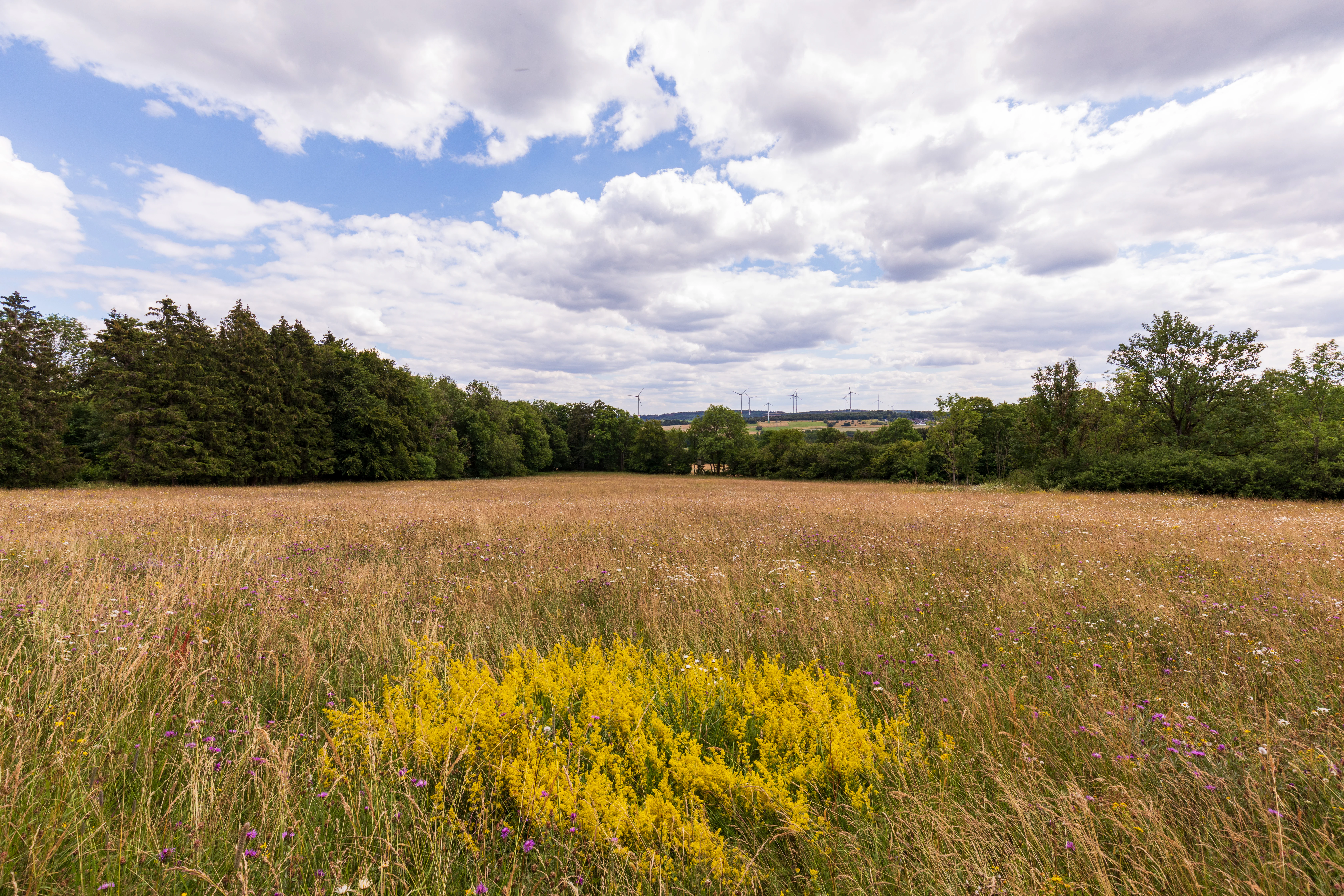 A wide view of a sunlit meadow with tall, dry grass and a cluster of bright yellow wildflowers in the foreground, backed by a dense line of deciduous trees under a cloudy sky.