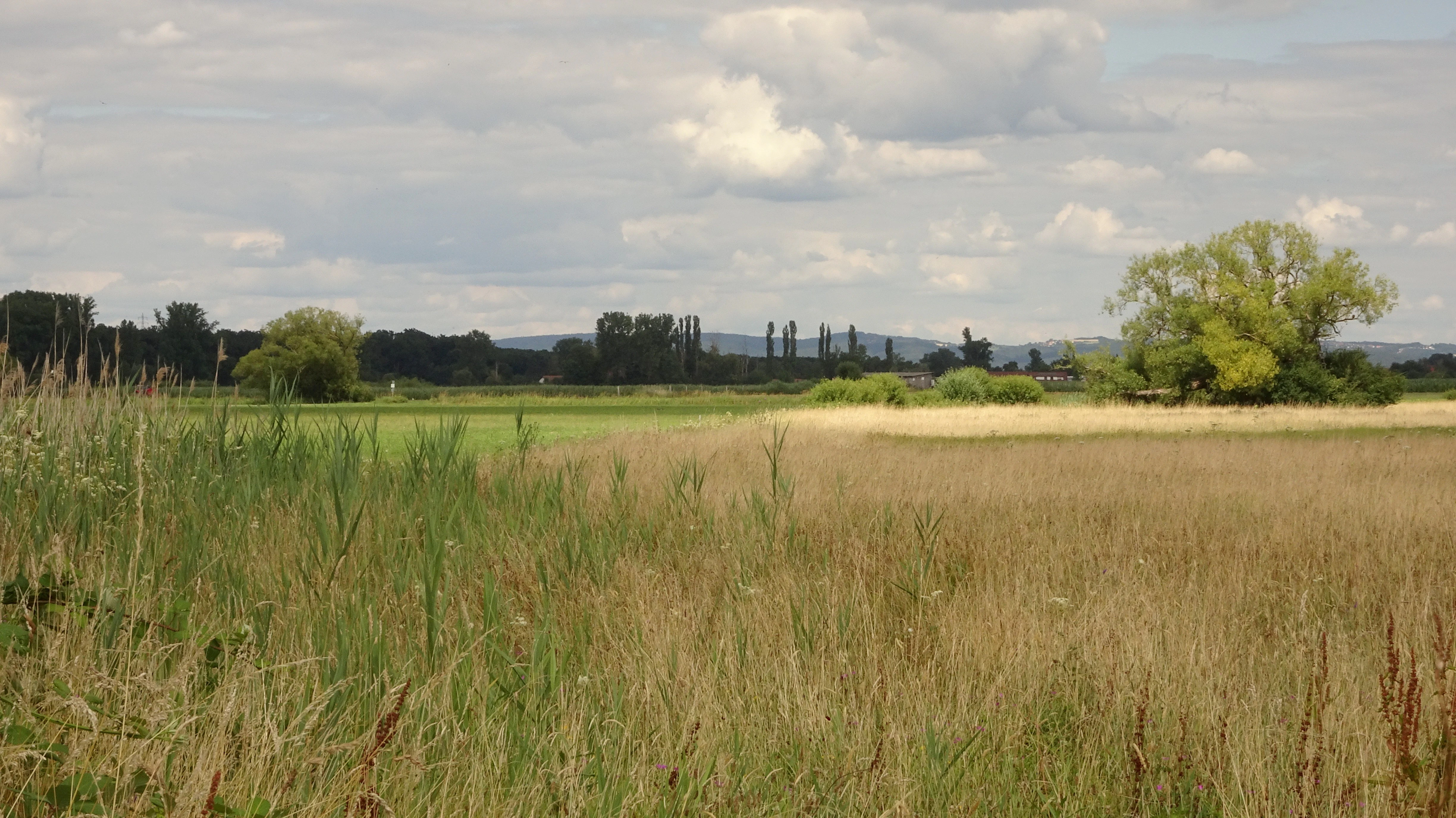 A wide view of flat, grassy meadows under a cloudy sky, with tall grasses in the foreground and clusters of trees in the distance.