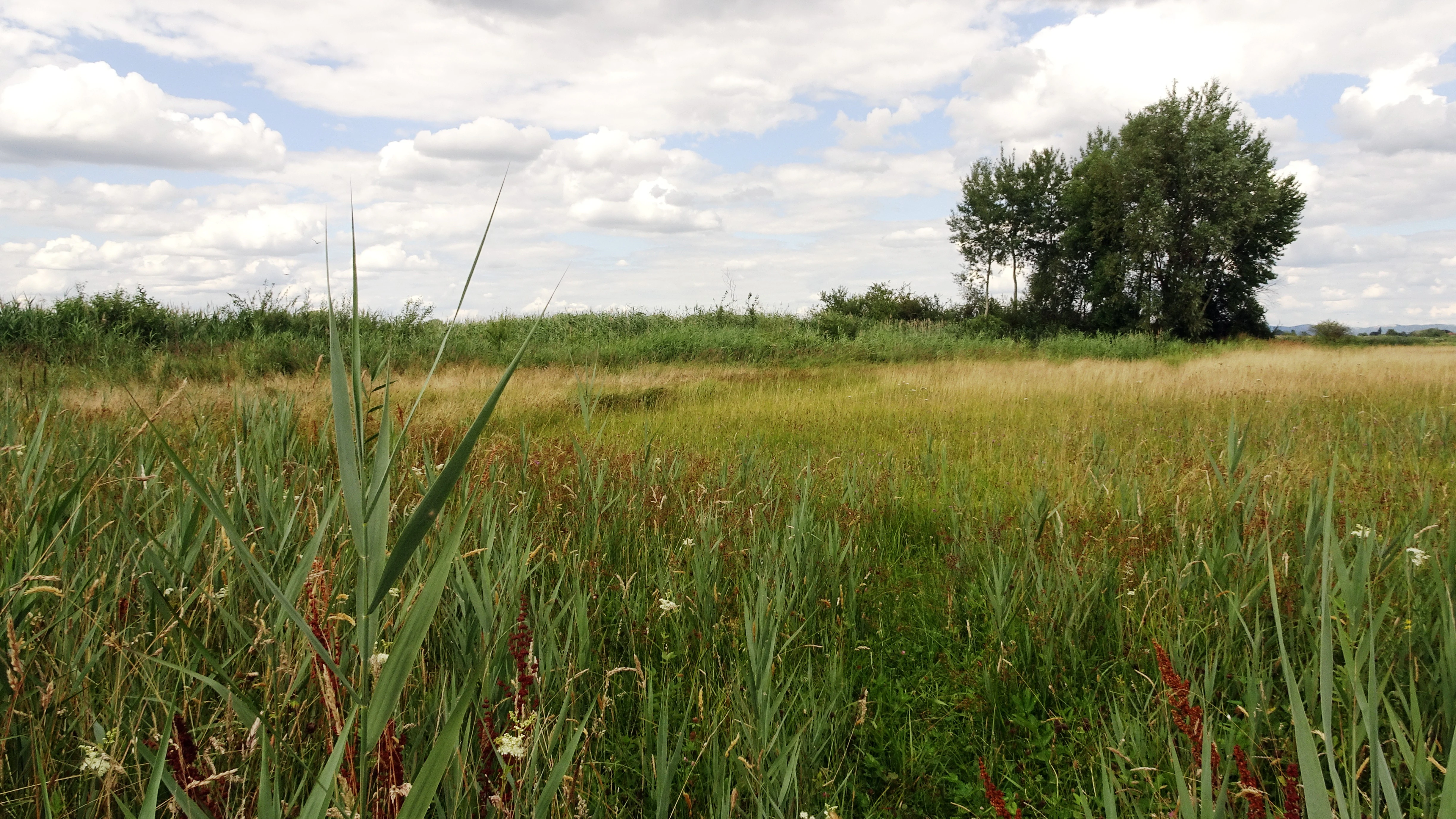 A wide, flat lowland meadow with tall grasses, reeds, and a small cluster of trees under a cloudy sky.