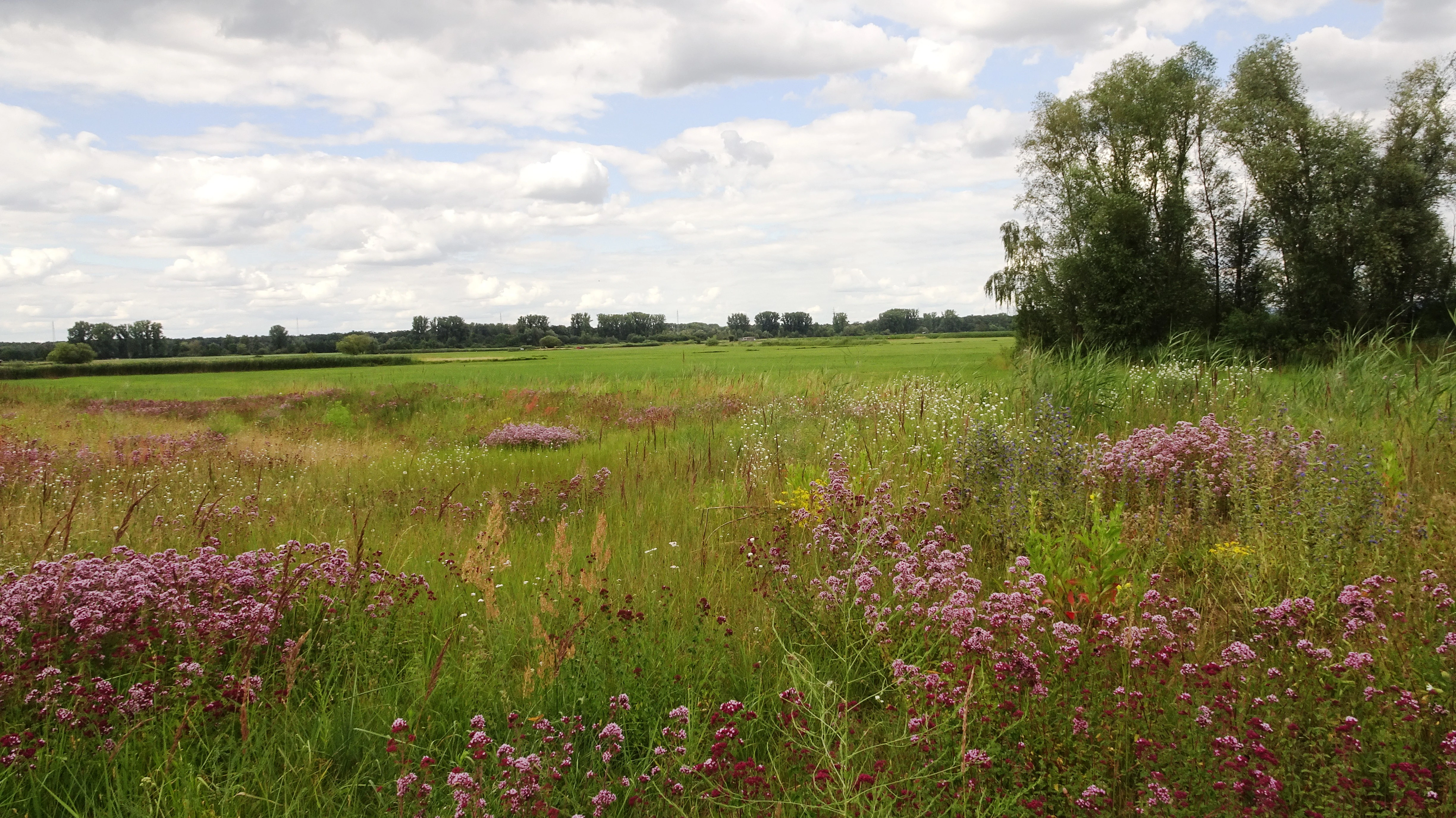 A wide outdoor shot of a green, grassy meadow with wildflowers in the foreground and a line of trees in the distance under a cloudy sky.