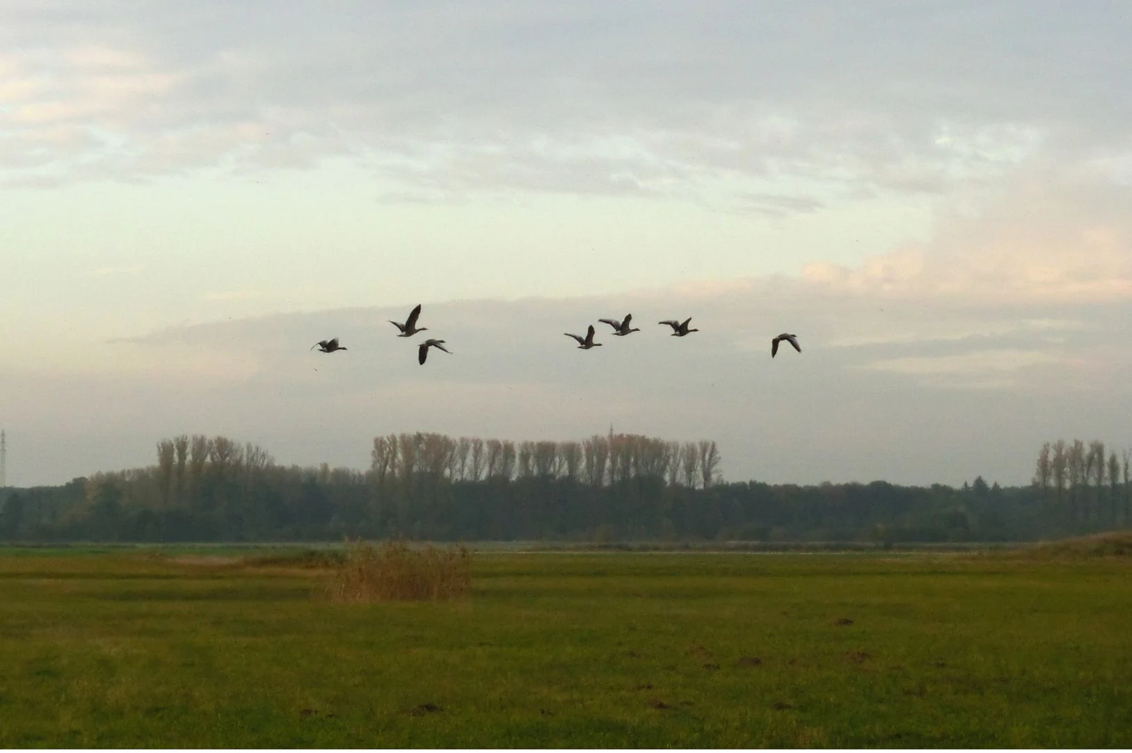 A group of six geese flying across the sky above a flat, grassy landscape with a line of trees in the distance.
