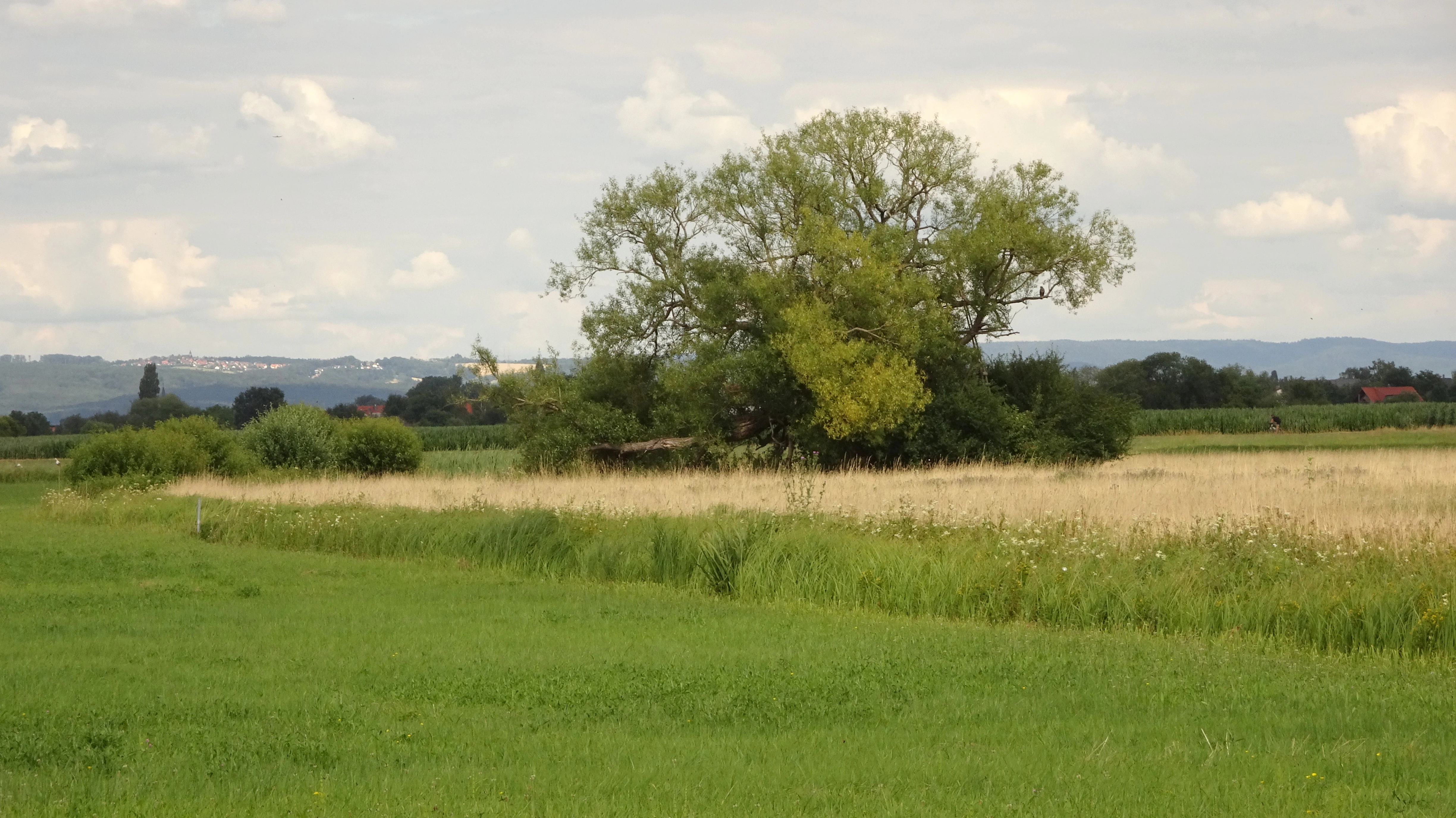 A wide landscape view of open green and golden grassy fields, with a large solitary tree in the middle ground under a cloudy sky.