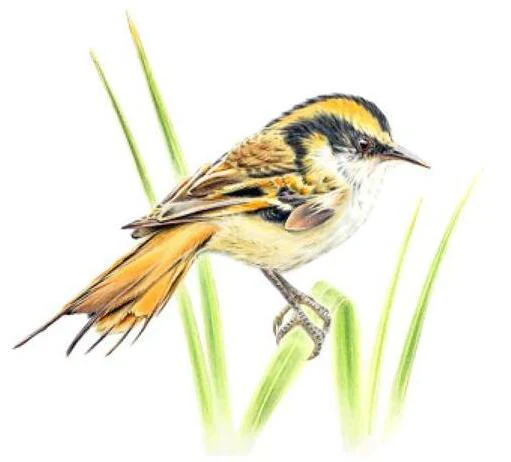 Ilustración de un pájaro pequeño con plumaje marrón, negro y blanco posado sobre hierba verde