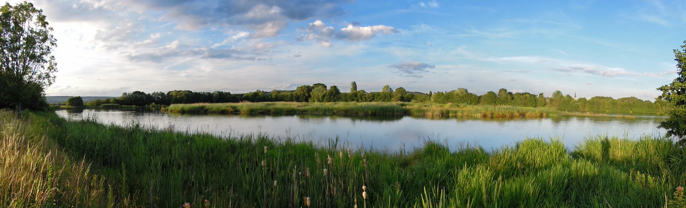 Panoramic landscape view of a calm lake with dense green reeds and grasses in the foreground and a line of trees in the background under a blue sky.