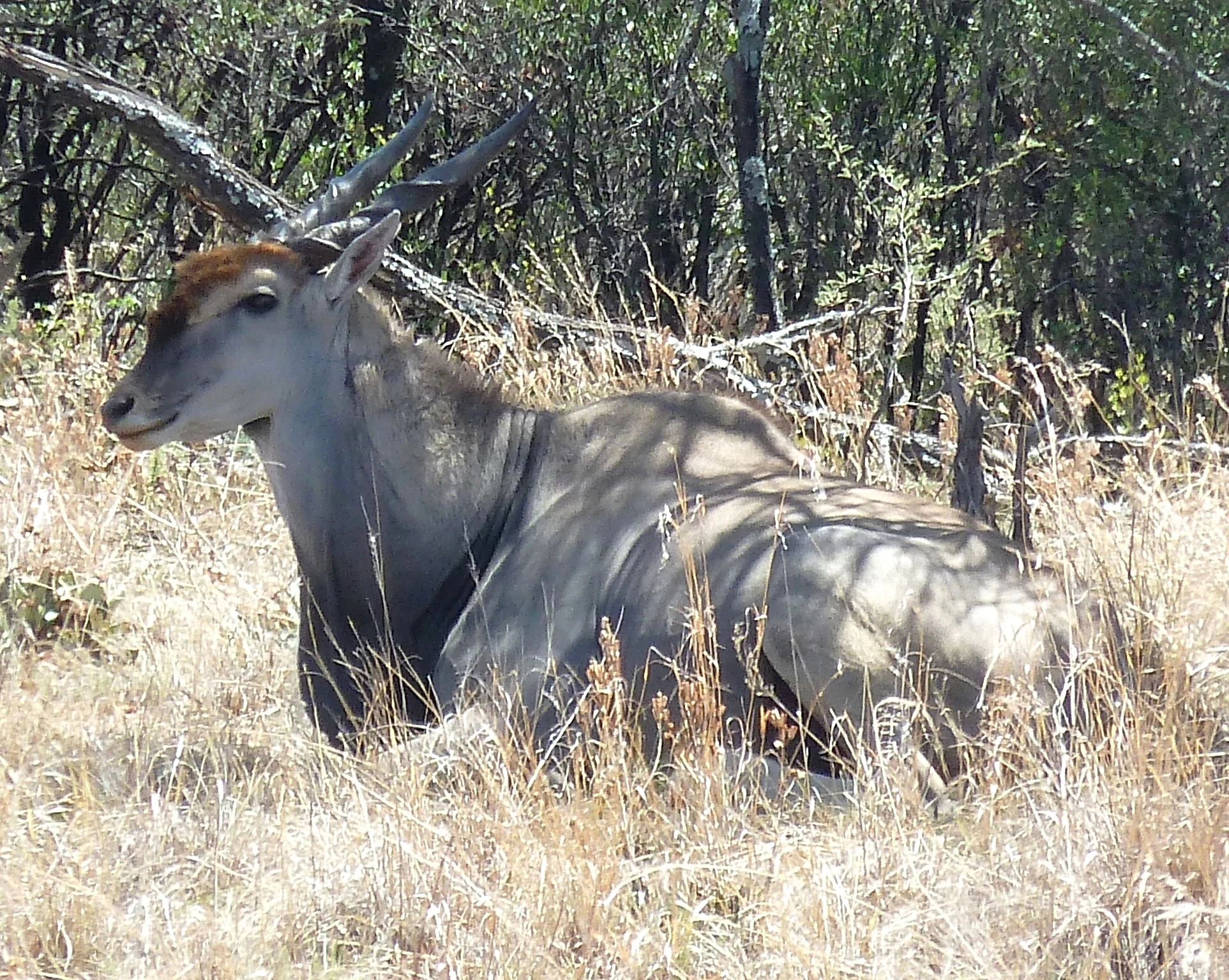 A common eland antelope resting in dry grass near dense brush.