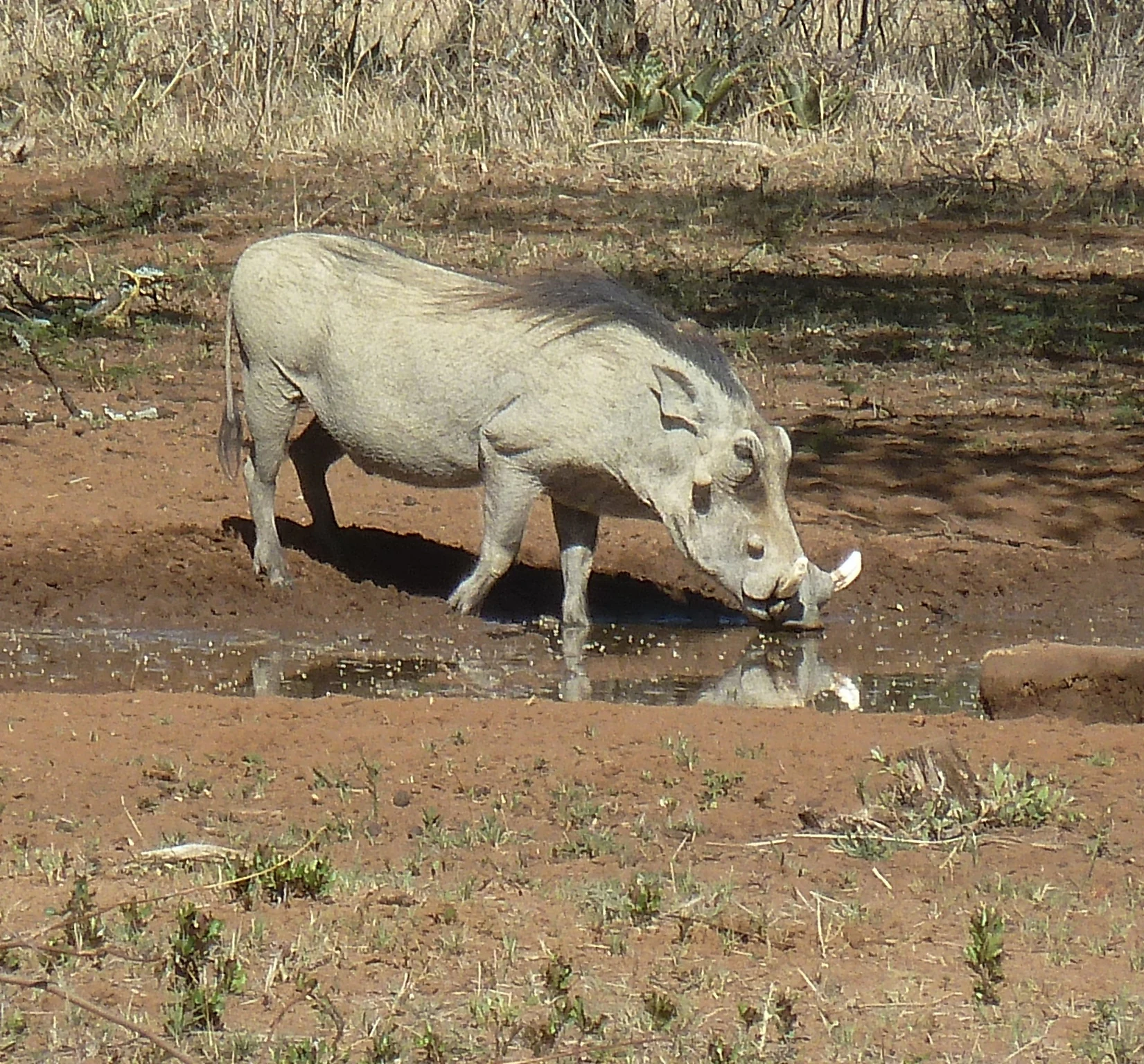 A lone warthog stands in a dry, sparse environment, drinking from a small muddy waterhole.