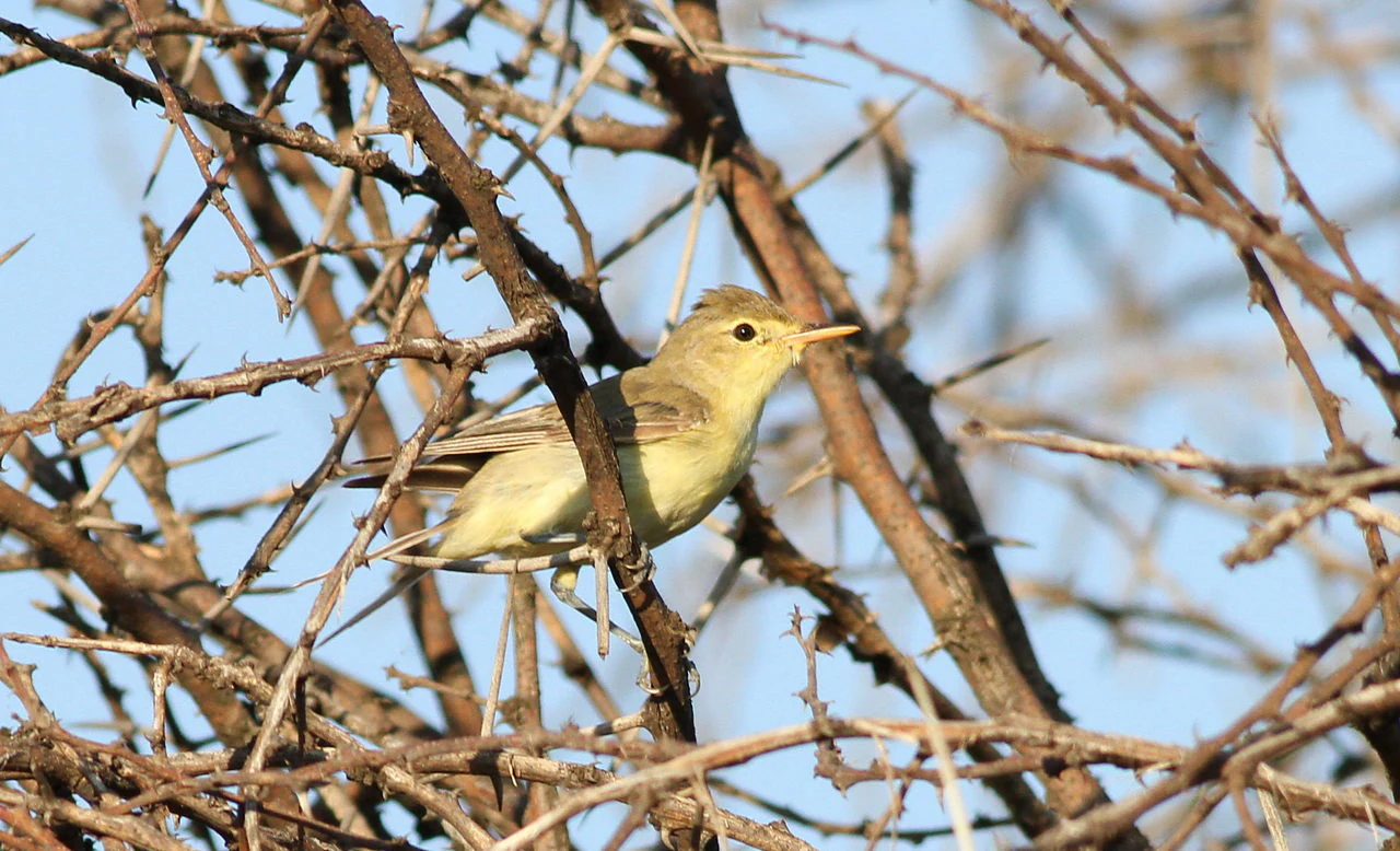 A small, yellowish-green Icterine Warbler perched on a thin, thorny branch against a pale blue sky.