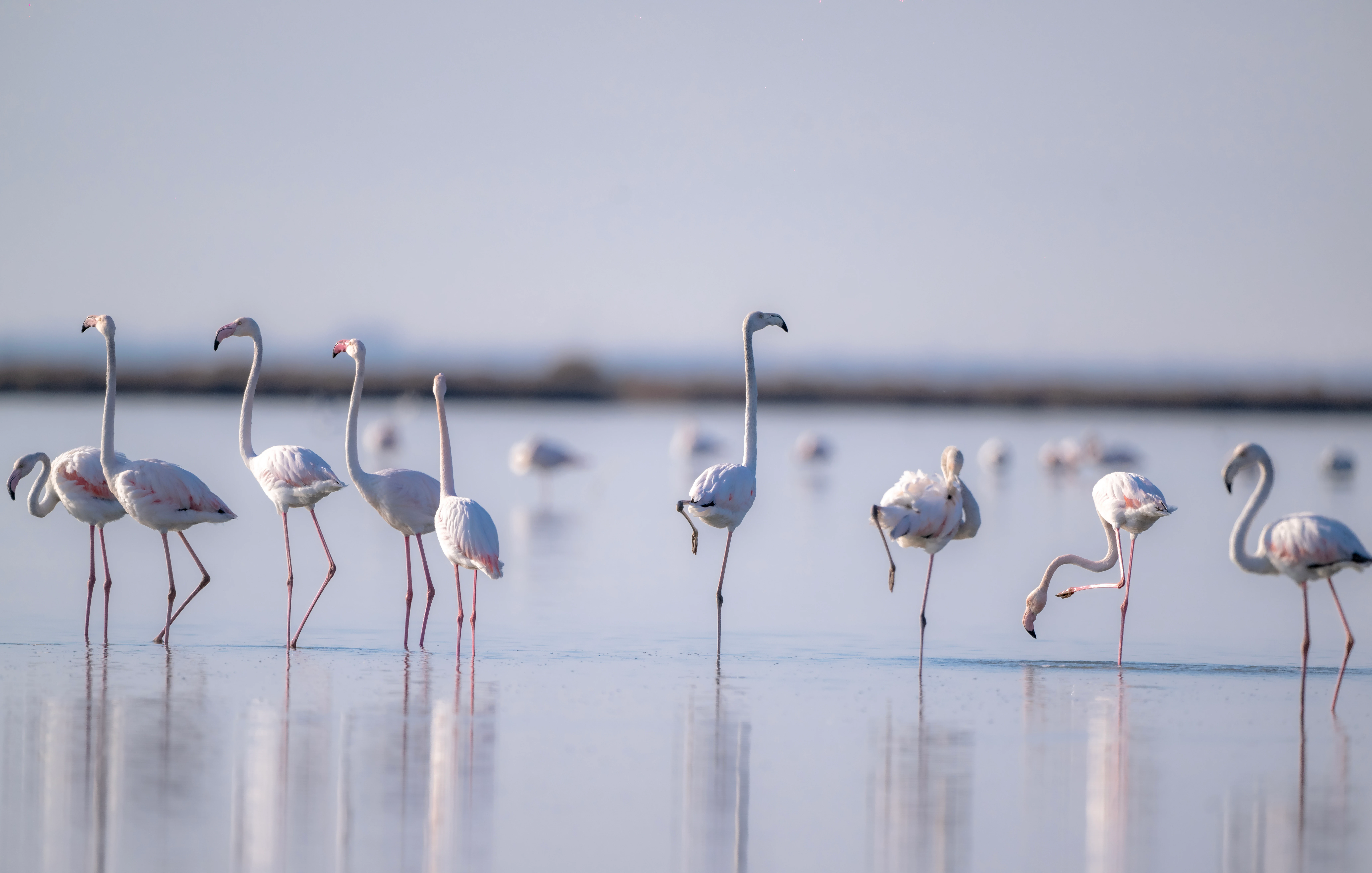 A group of flamingos standing in shallow water with reflections visible