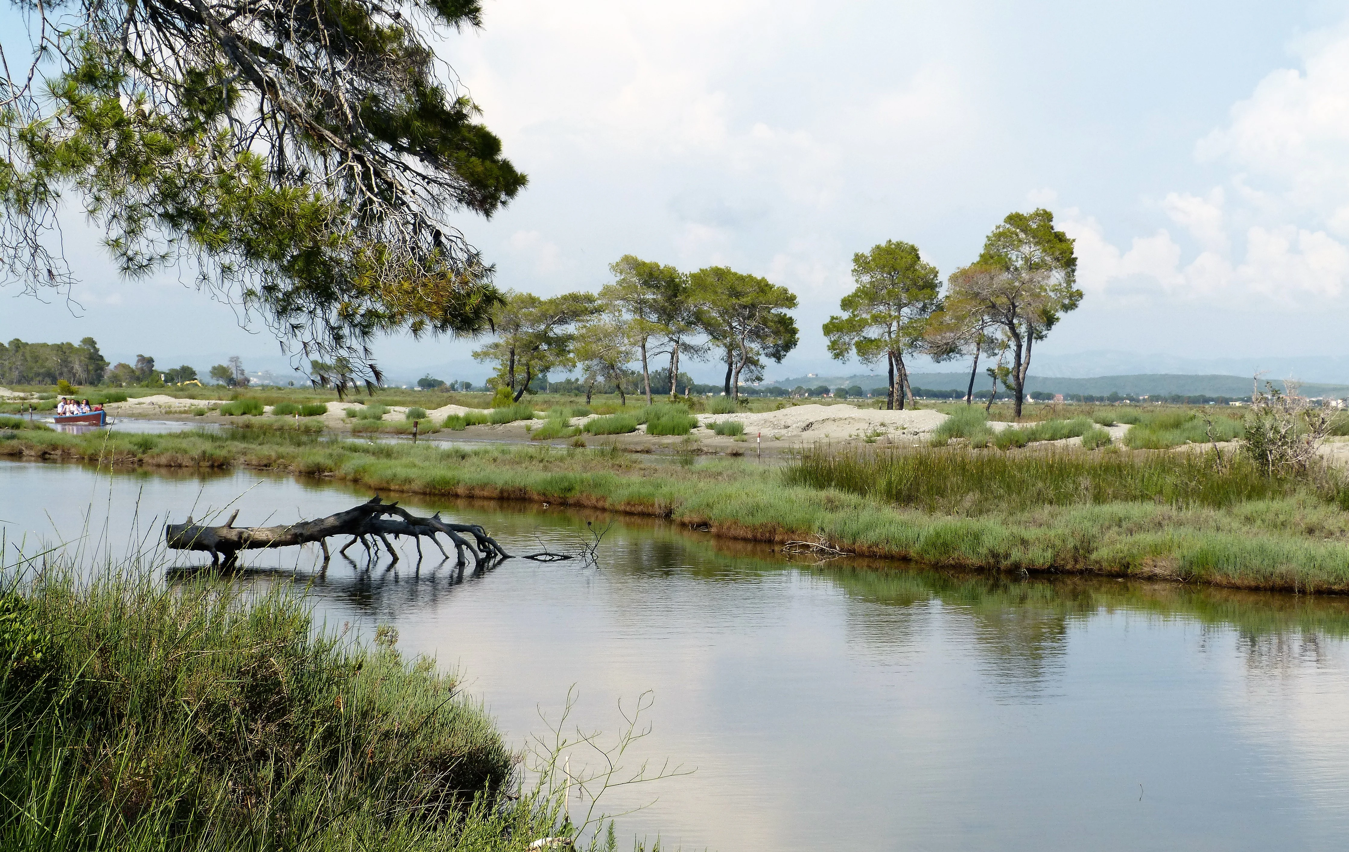 A calm waterway with grassy banks, scattered trees, and a fallen tree trunk in the water under a partly cloudy sky