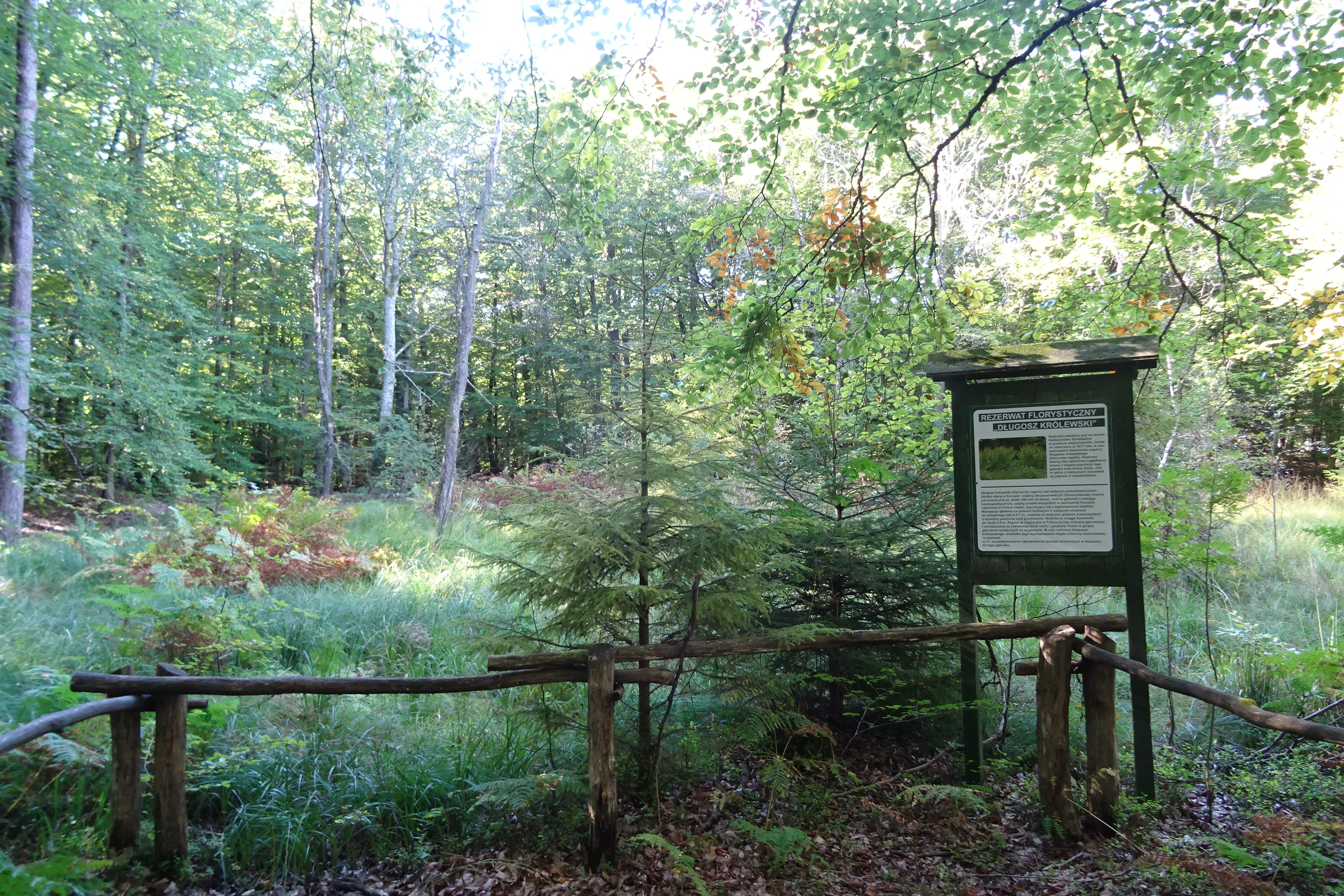 A wooden informational sign stands at the edge of a lush, wooded peatland area with a simple rustic wooden fence in the foreground.