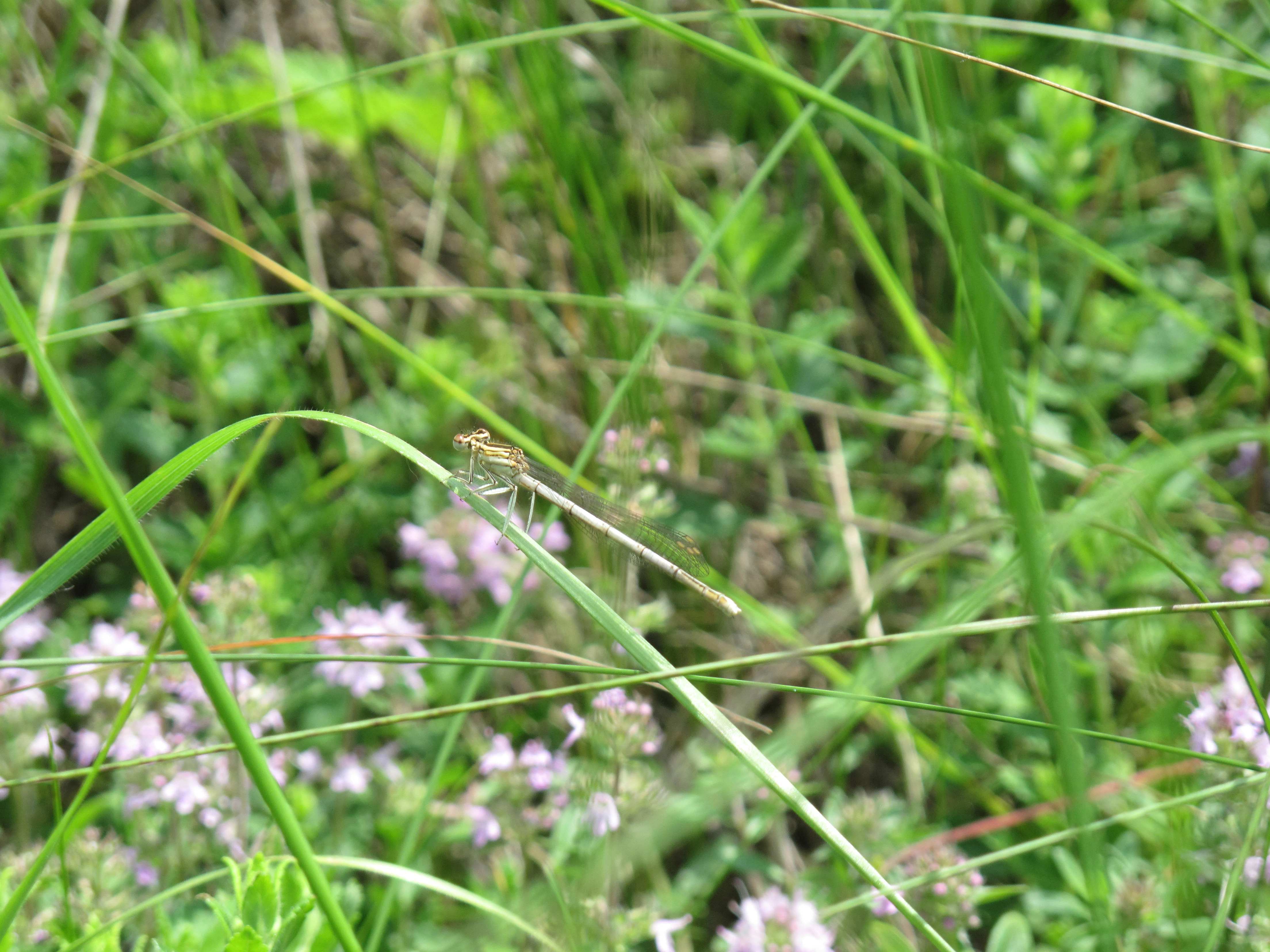 Common White-legged Damselfly perched on a blade of grass surrounded by green foliage and purple wildflowers