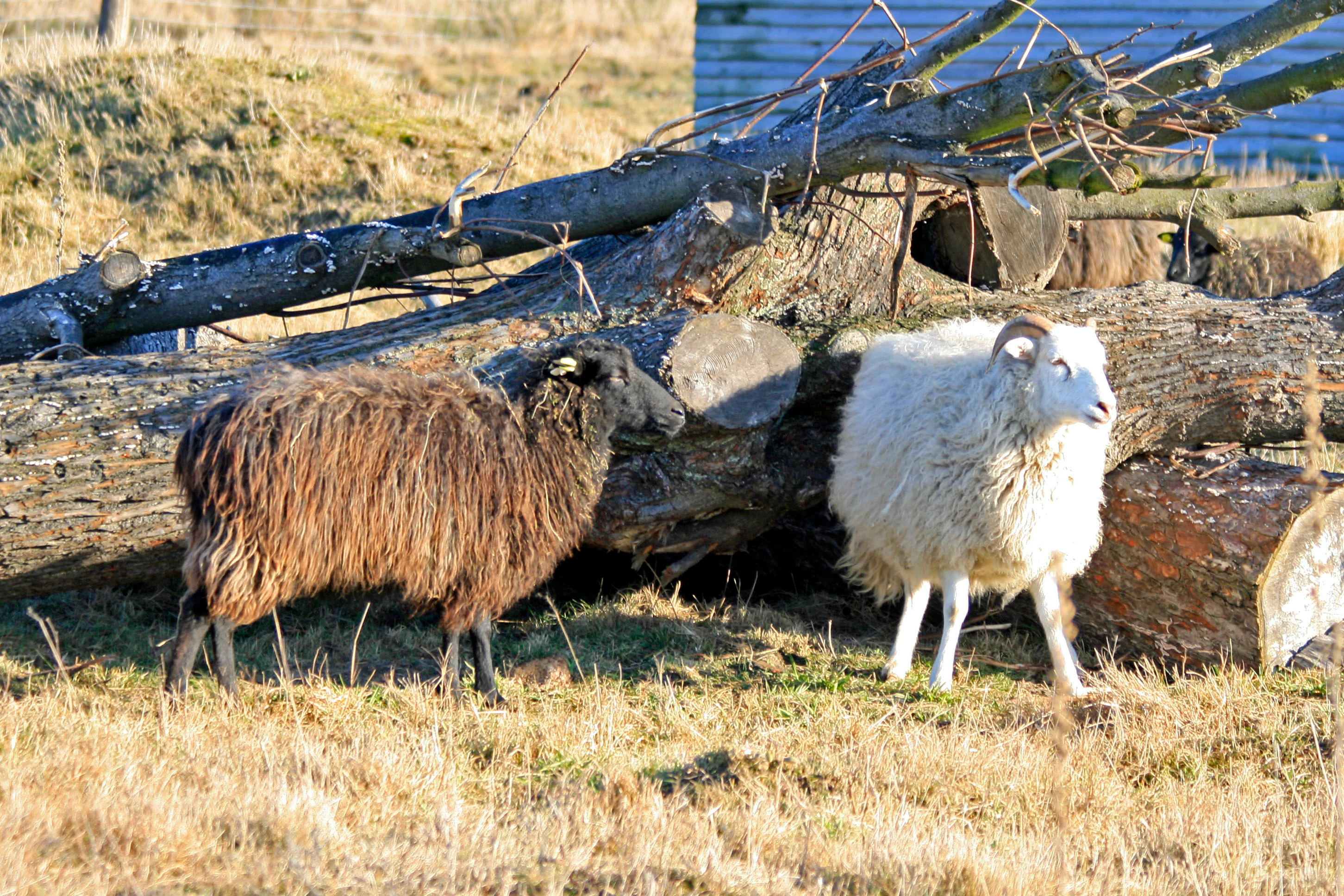 Una oveja marrón y una oveja blanca de pie en un campo seco y herboso junto a un montón de troncos caídos.