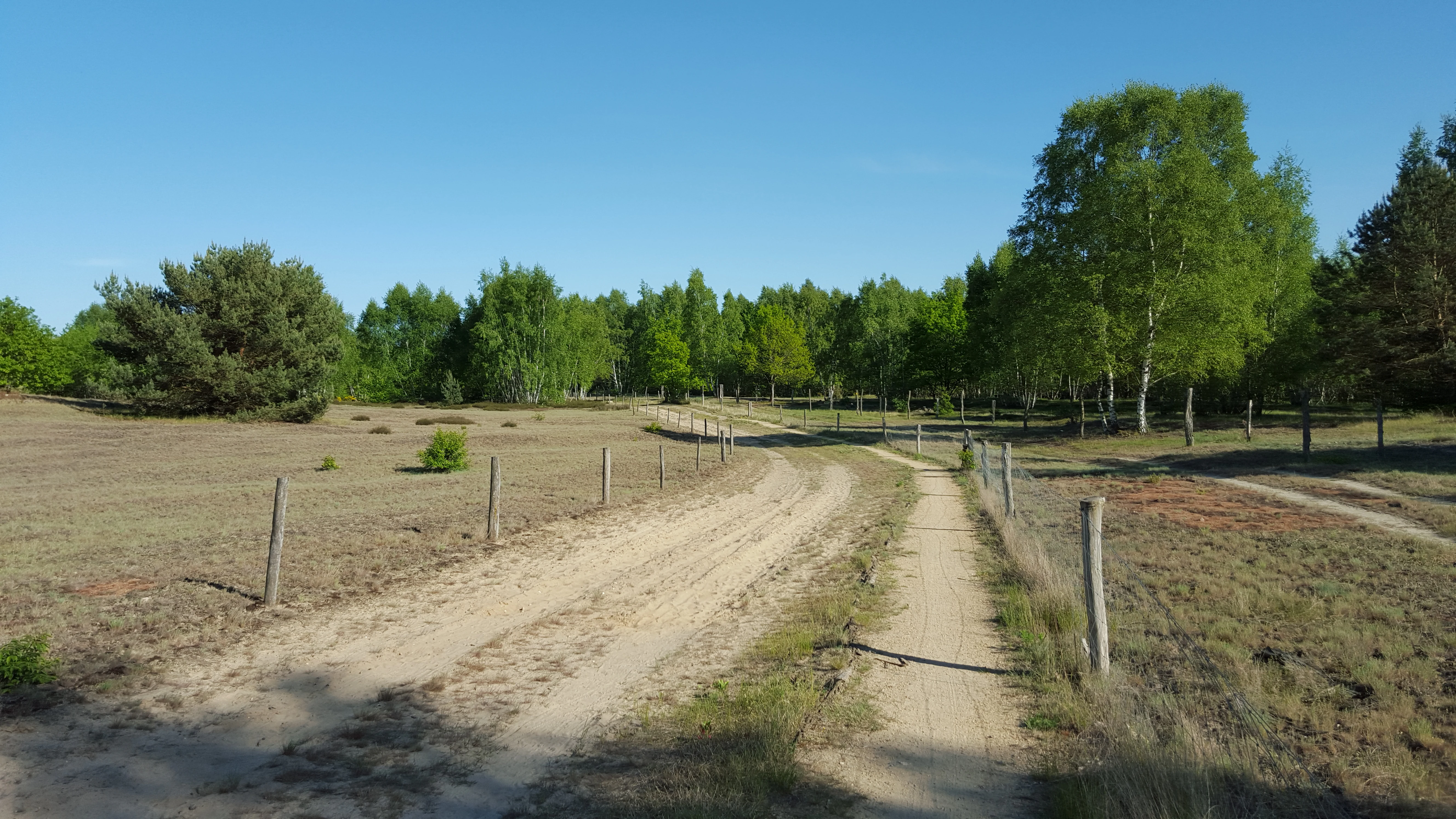 Un camino arenoso y sin pavimentar serpentea a través de un paisaje abierto y cubierto de hierba, bordeado por una valla y una hilera de abedules y pinos bajo un cielo azul despejado.