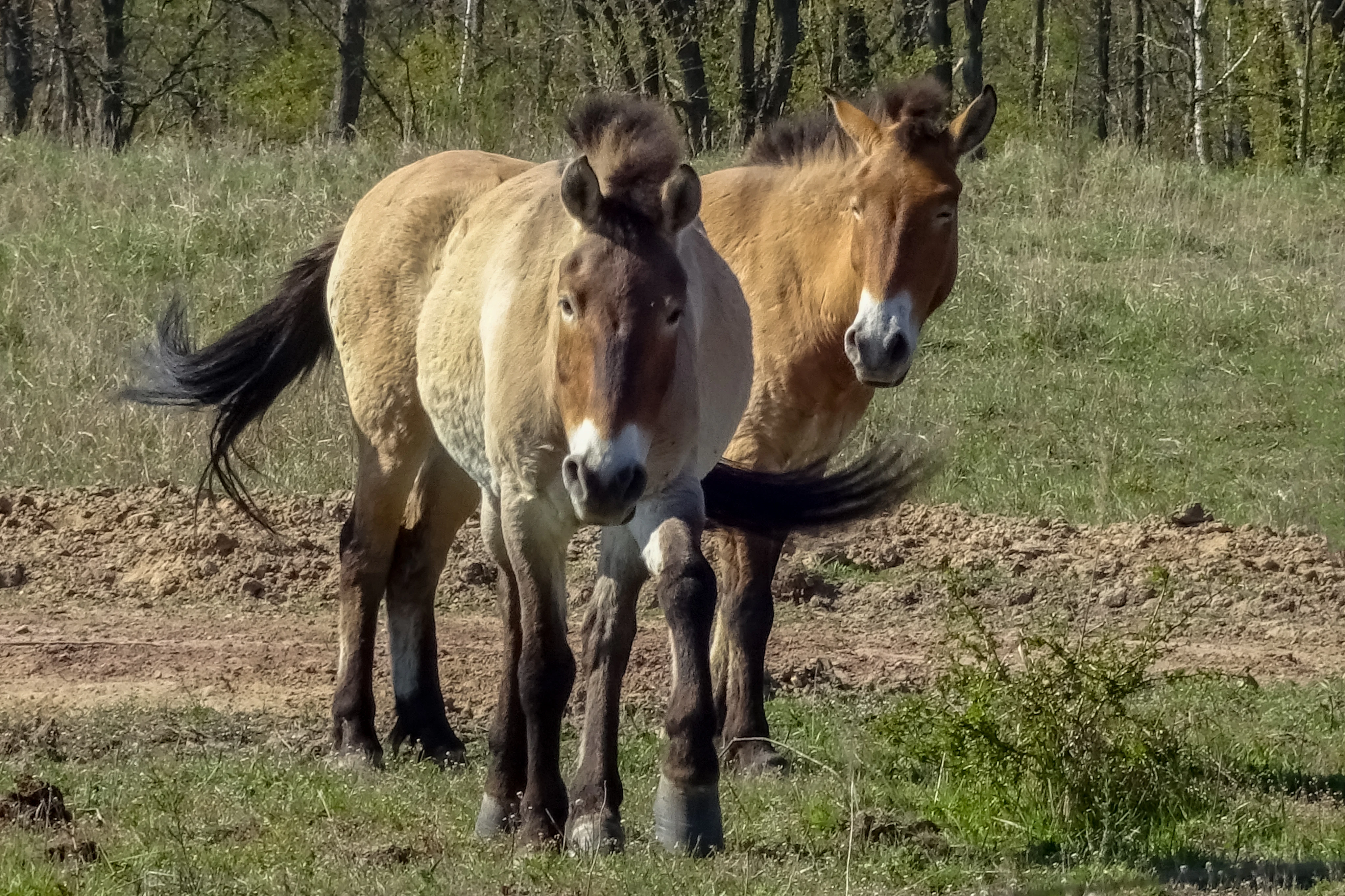 Dos caballos de Przewalski de color leonado de pie en un campo abierto con un bosque al fondo.