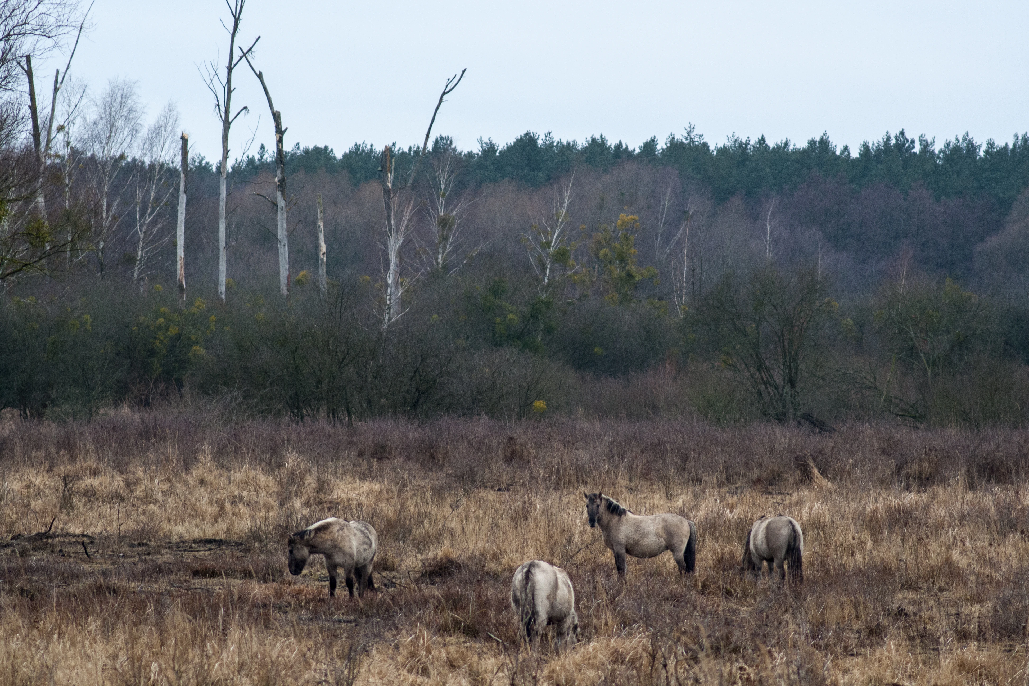 Cuatro caballos Konik pastan en un campo seco y herboso, con un denso bosque y abedules sin hojas al fondo, bajo un cielo nublado.