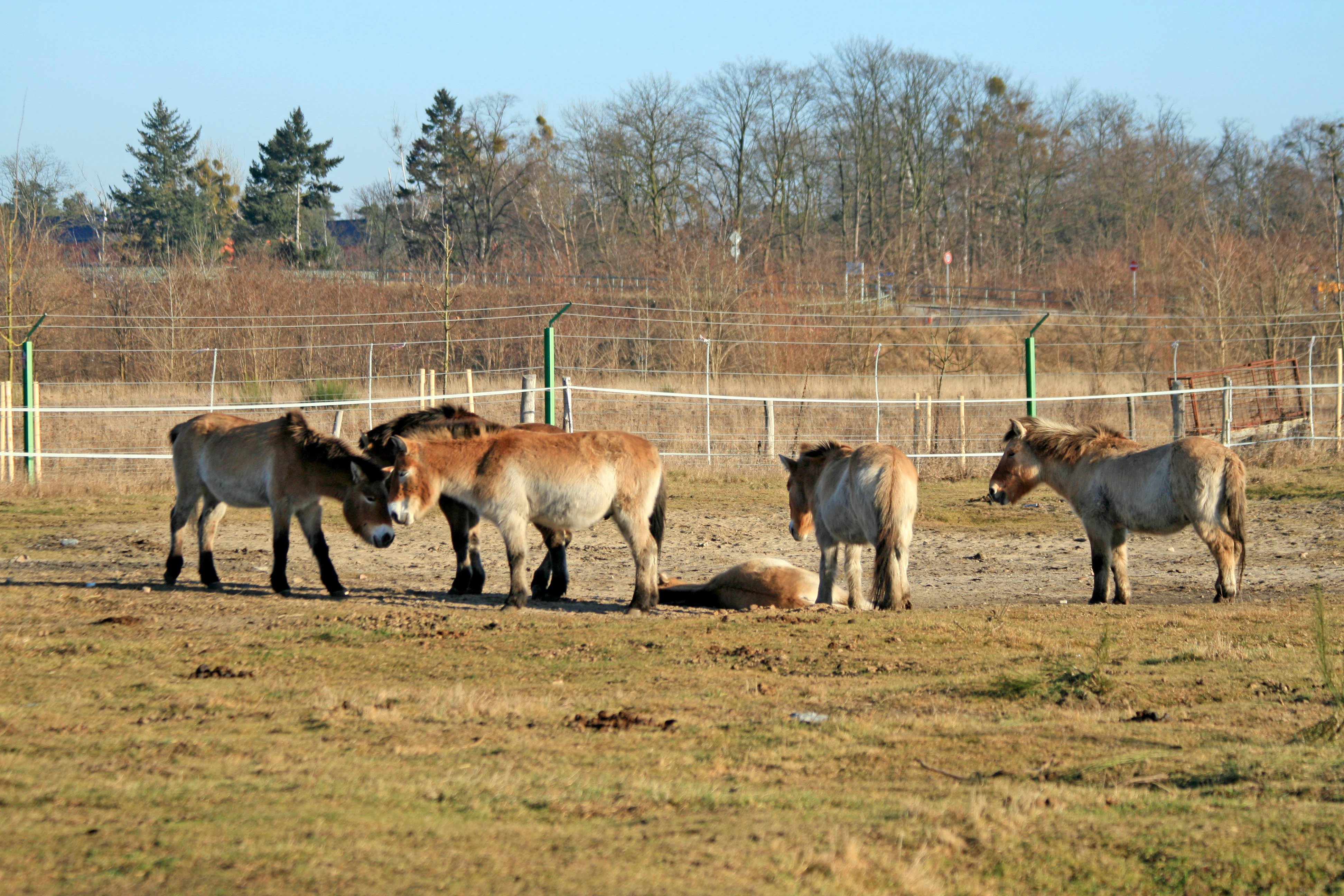 Un grupo de caballos de Przewalski de color marrón claro pastando y de pie en un campo abierto y seco cercado por una valla de alambre, con árboles al fondo.