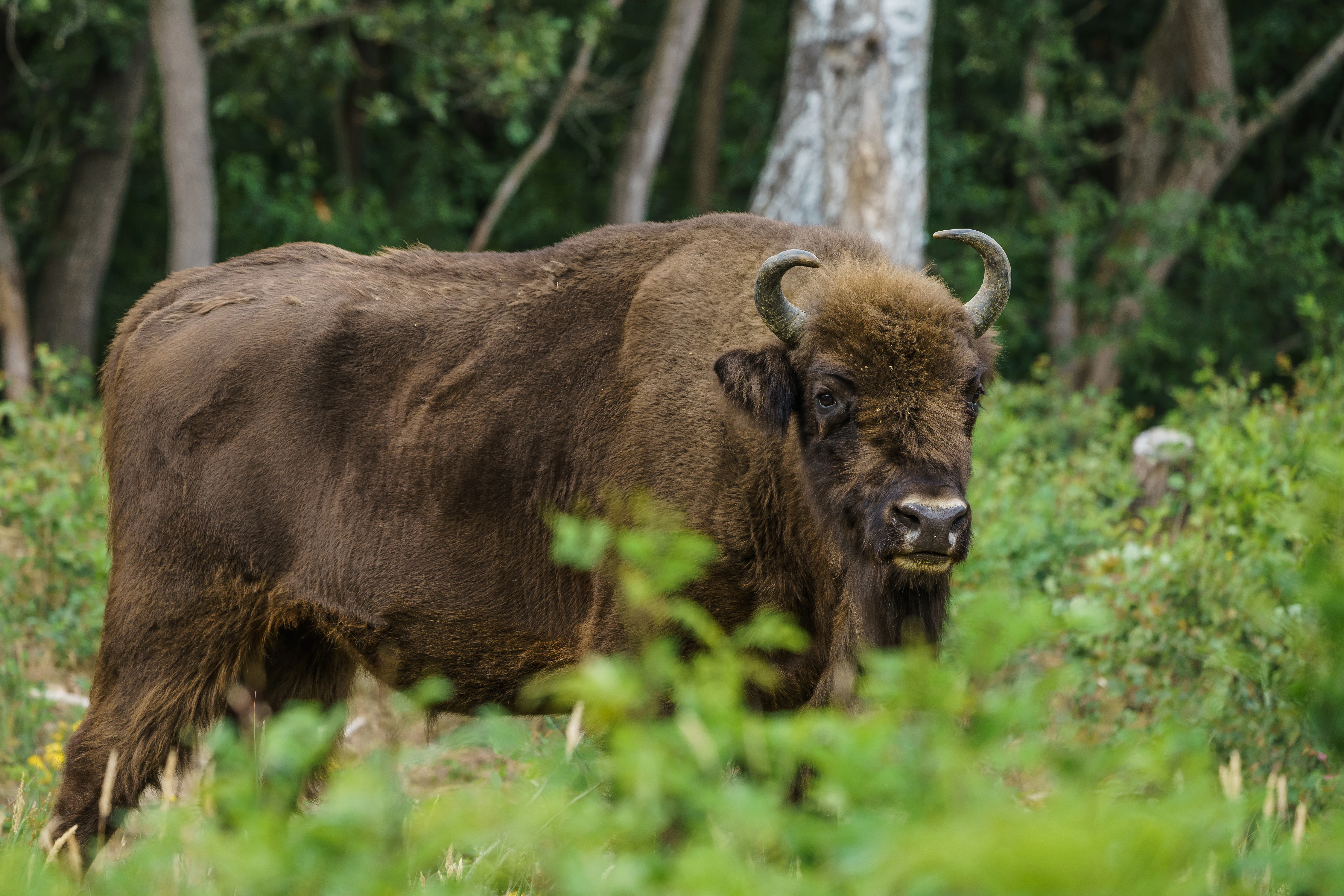Un bisonte europeo de color marrón se encuentra en un claro cubierto de hierba con árboles al fondo.