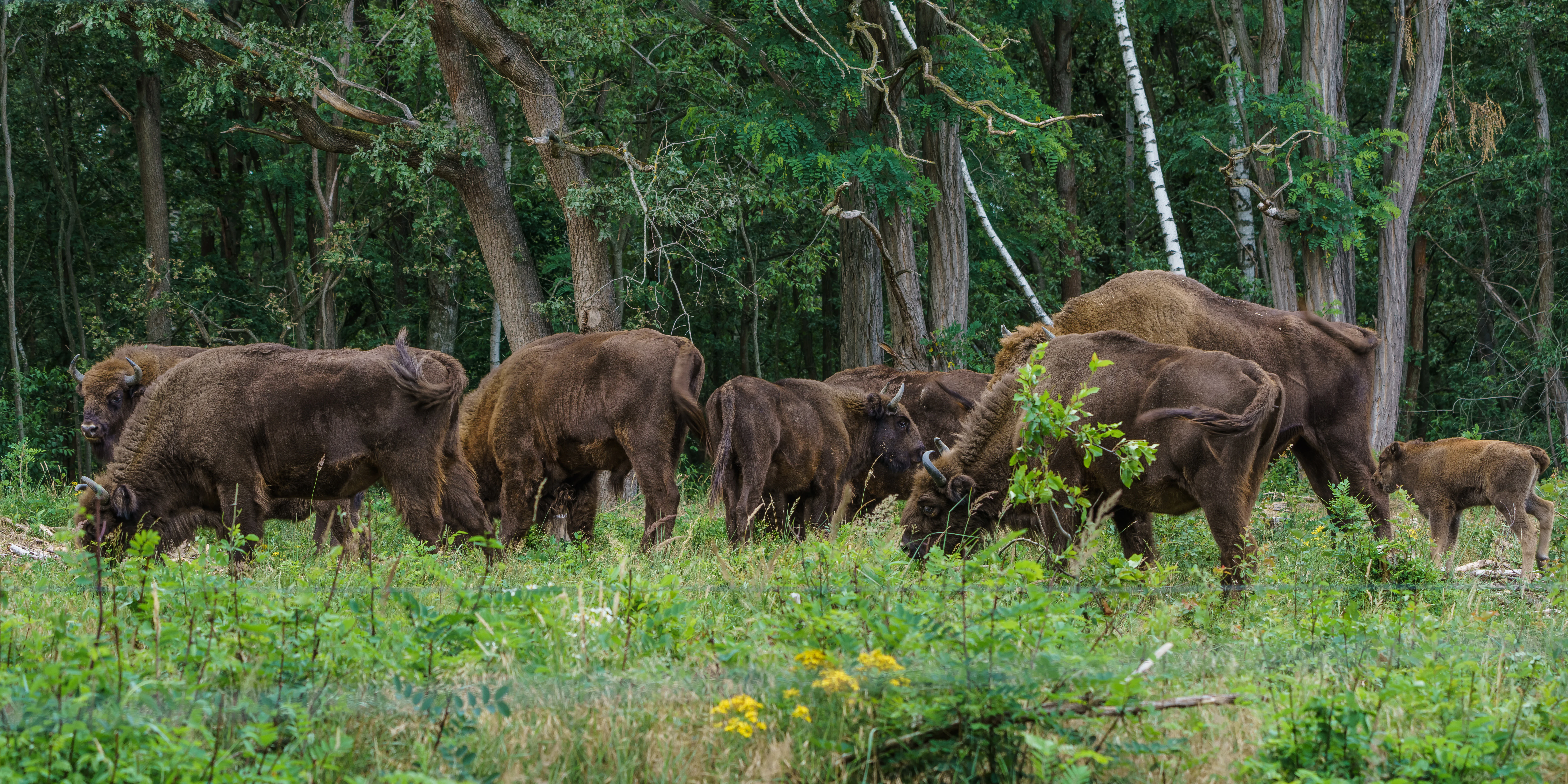 Una pequeña manada de bisontes europeos marrones pastando en una pradera adyacente a un bosque denso.