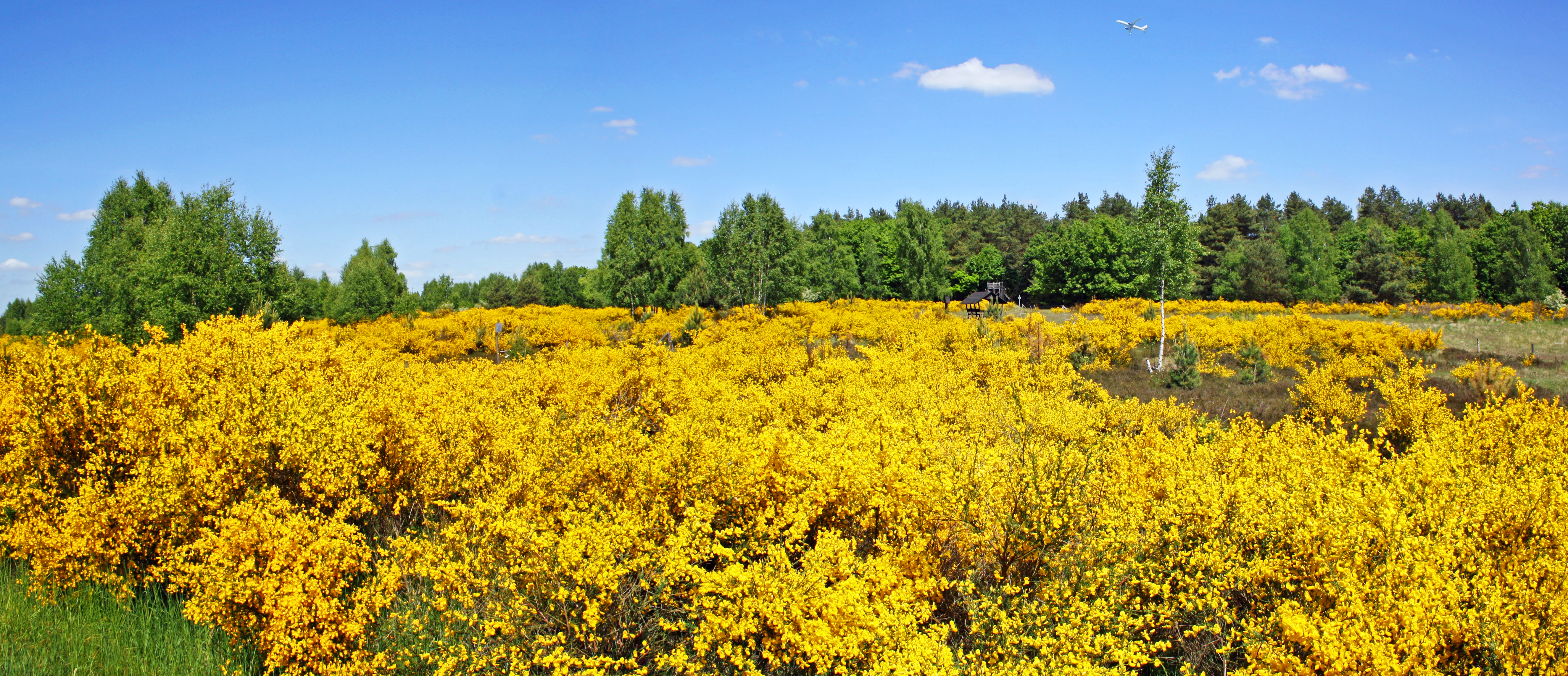Plano general de un campo cubierto de vibrantes flores amarillas de retama bajo un cielo azul brillante, con una hilera de árboles verdes al fondo.