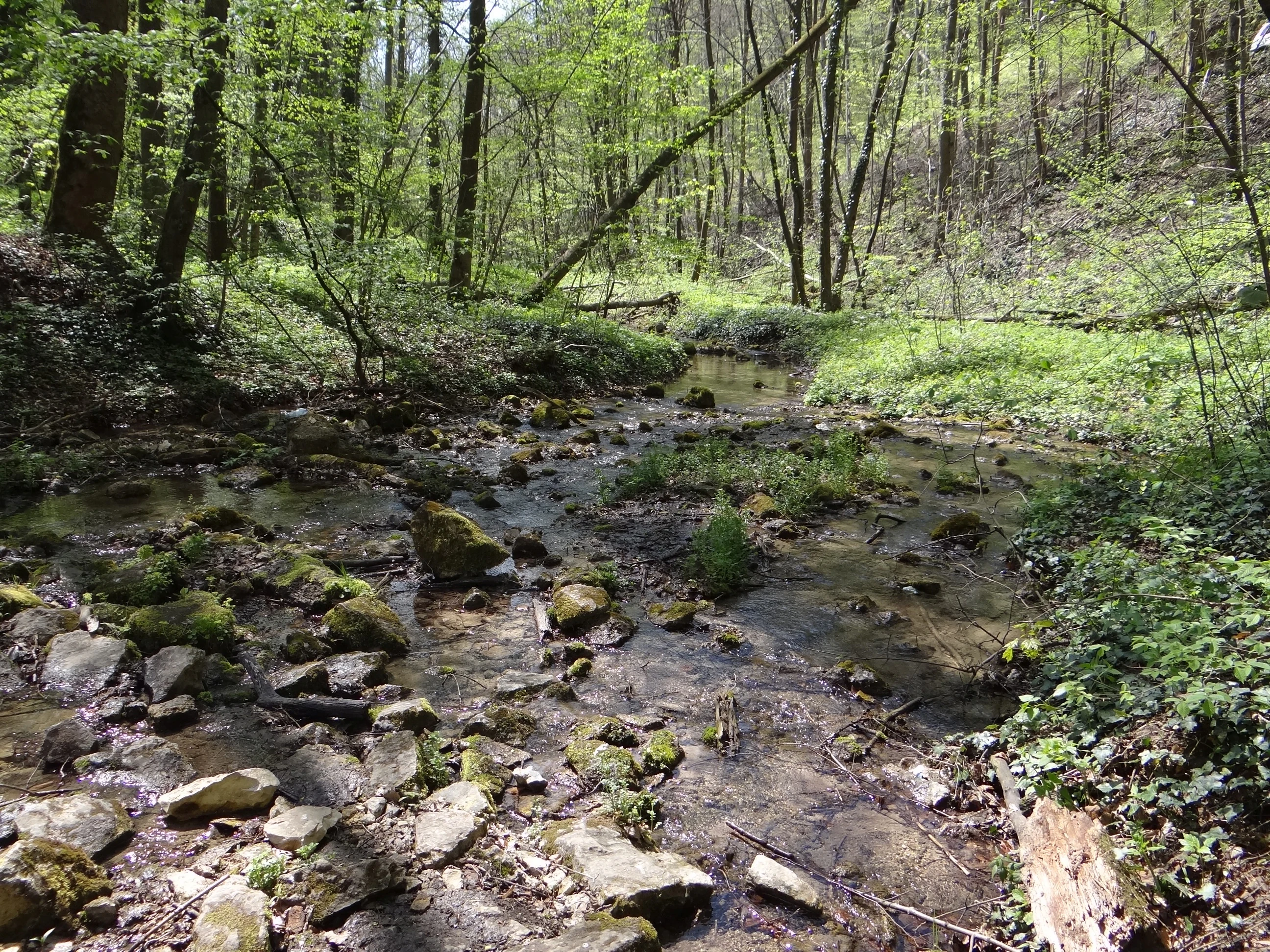 A shallow stream with mossy stones flows through a lush, green deciduous forest.