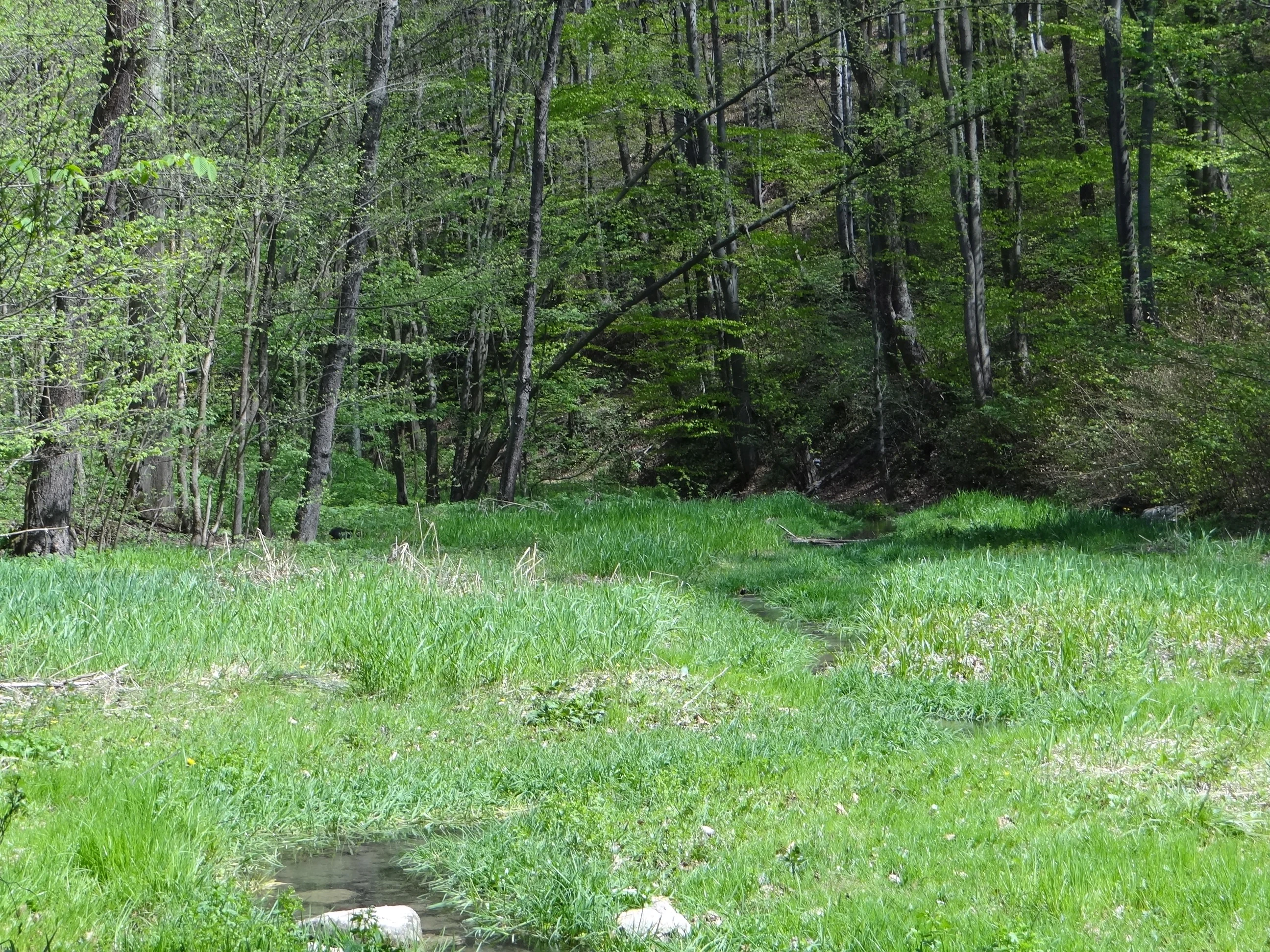 A view of a lush green meadow with a small stream flowing through, backed by a dense forest of tall deciduous trees in early spring.