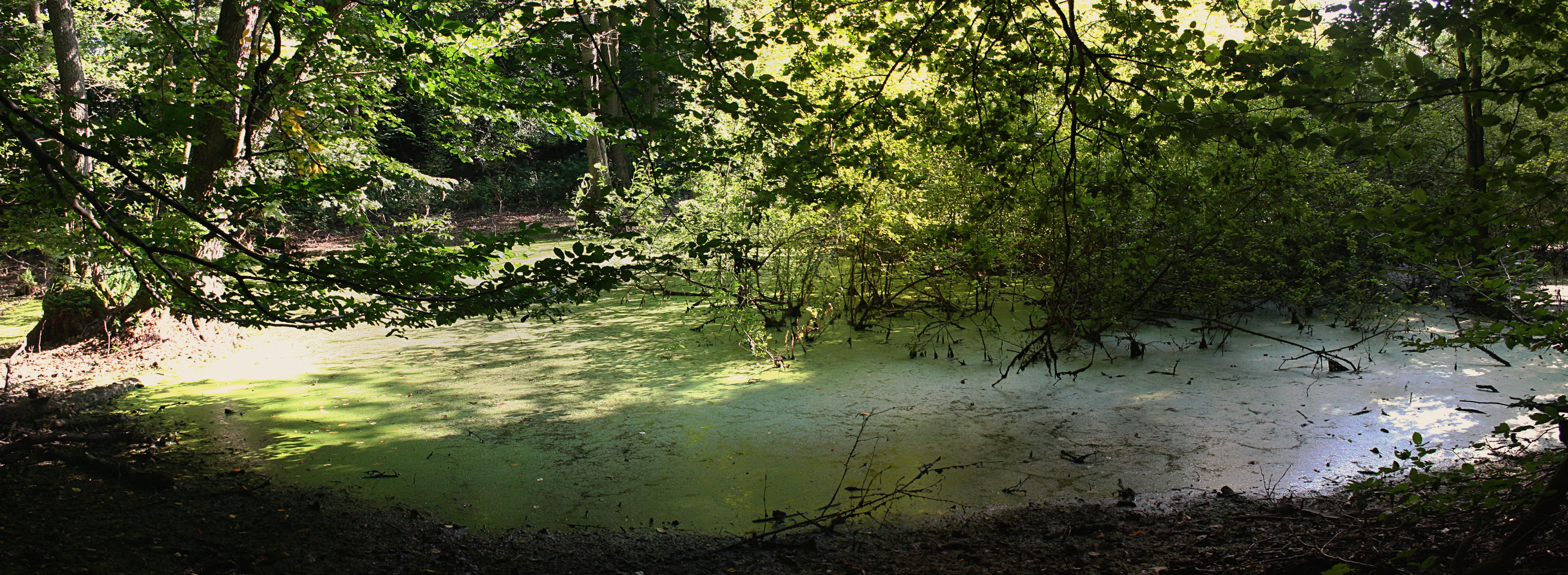 A small, still pond surface covered with a layer of bright green algae, surrounded by dense forest foliage and overhanging tree branches.