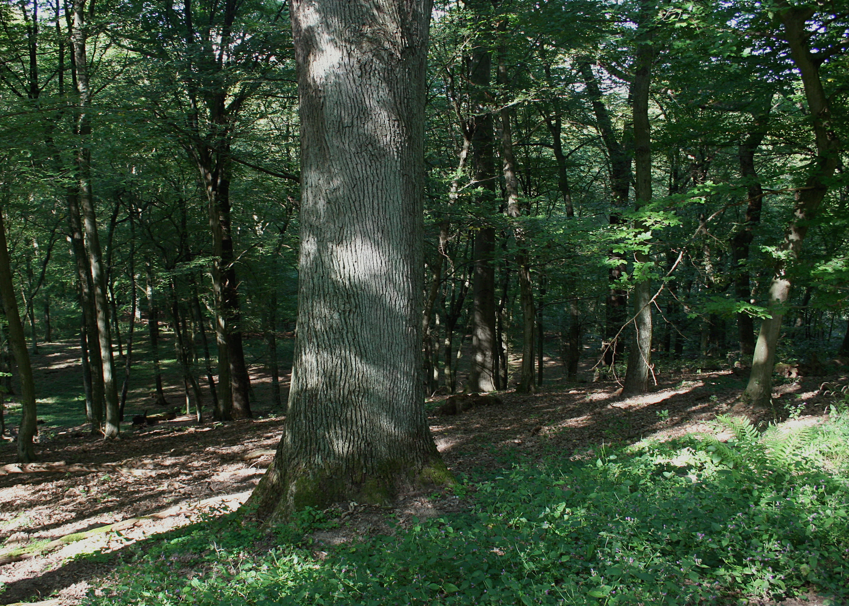 A close view of a thick, textured tree trunk standing in a dense, green deciduous forest during the summer.