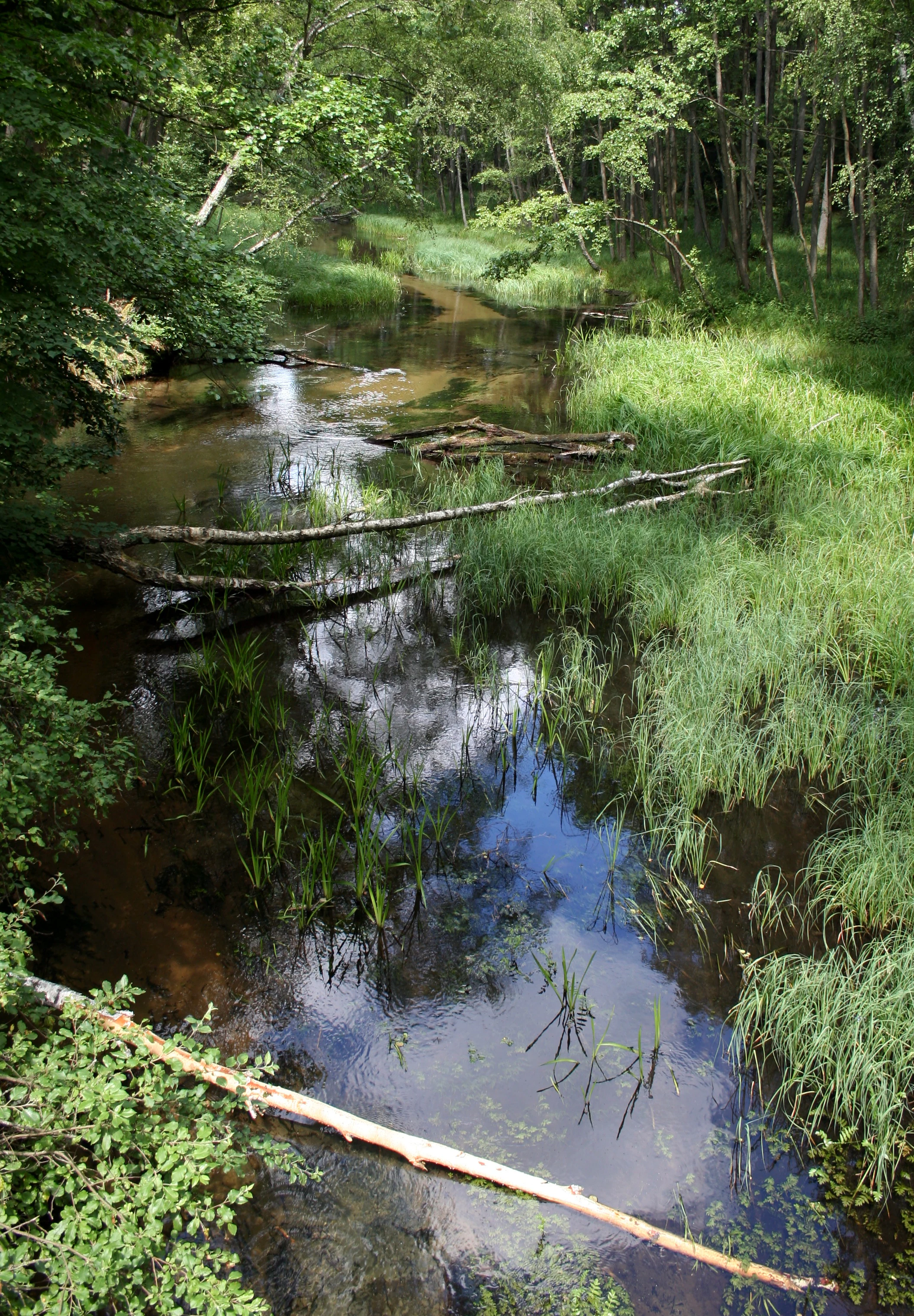 A slow-moving river flows through a dense, green forest with tall grasses and fallen tree branches visible in the shallow water.