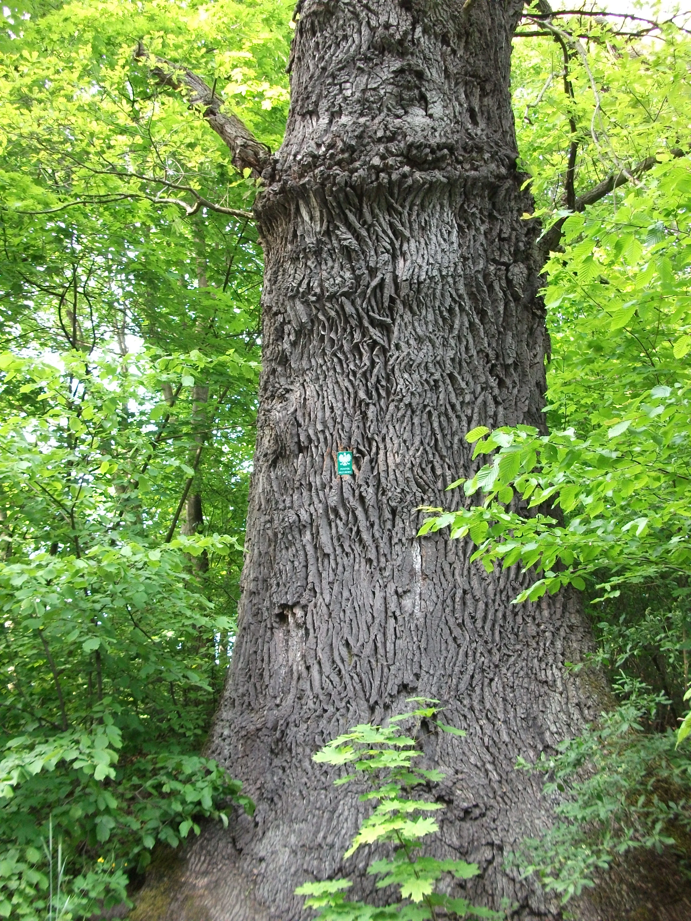 A close-up view of the thick, textured bark of an old, large oak tree in a forest, featuring a small green plaque indicating its status as a nature monument.