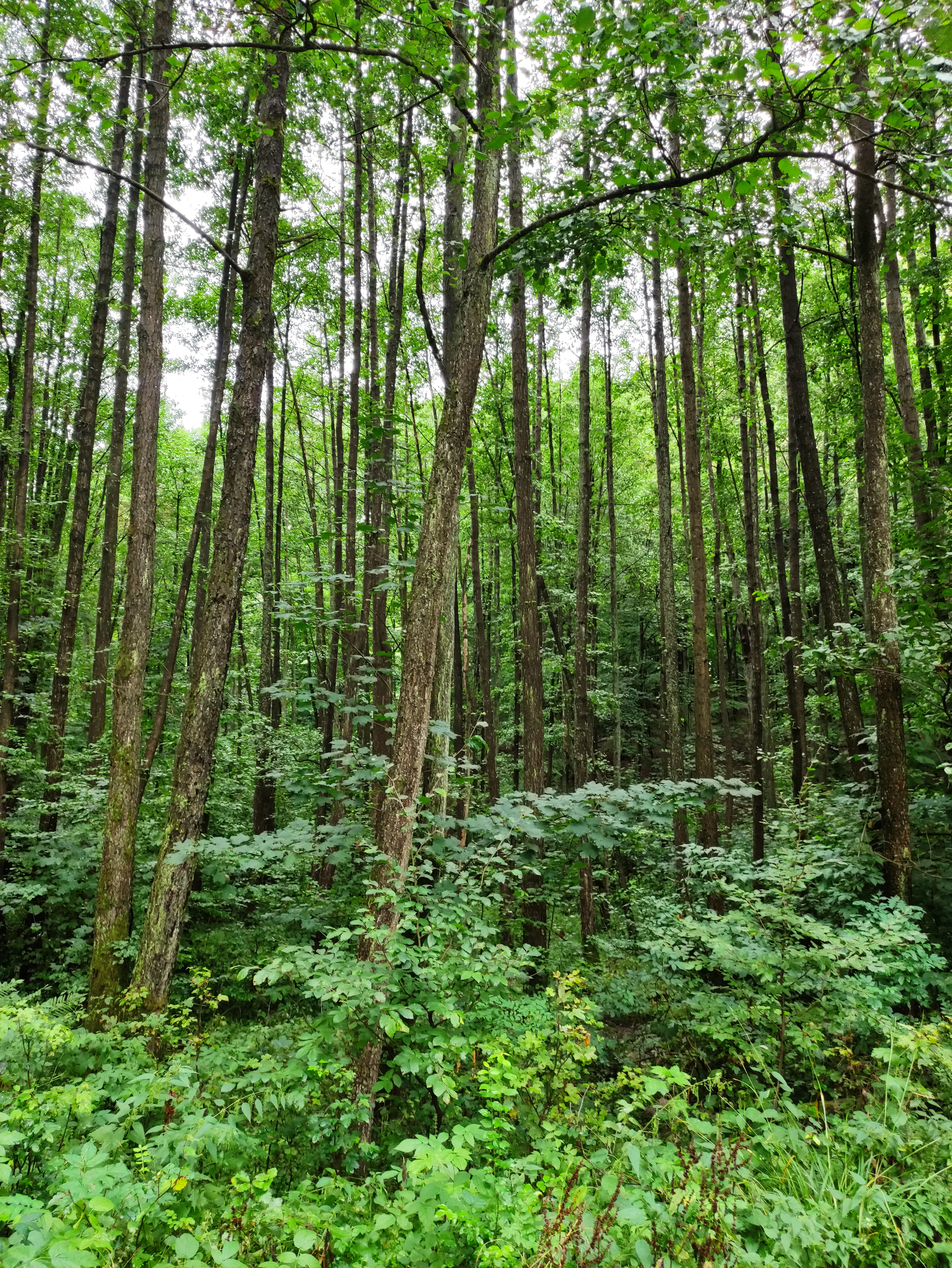 A dense stand of tall, straight-trunked deciduous trees with a lush, green understory in a nature reserve.