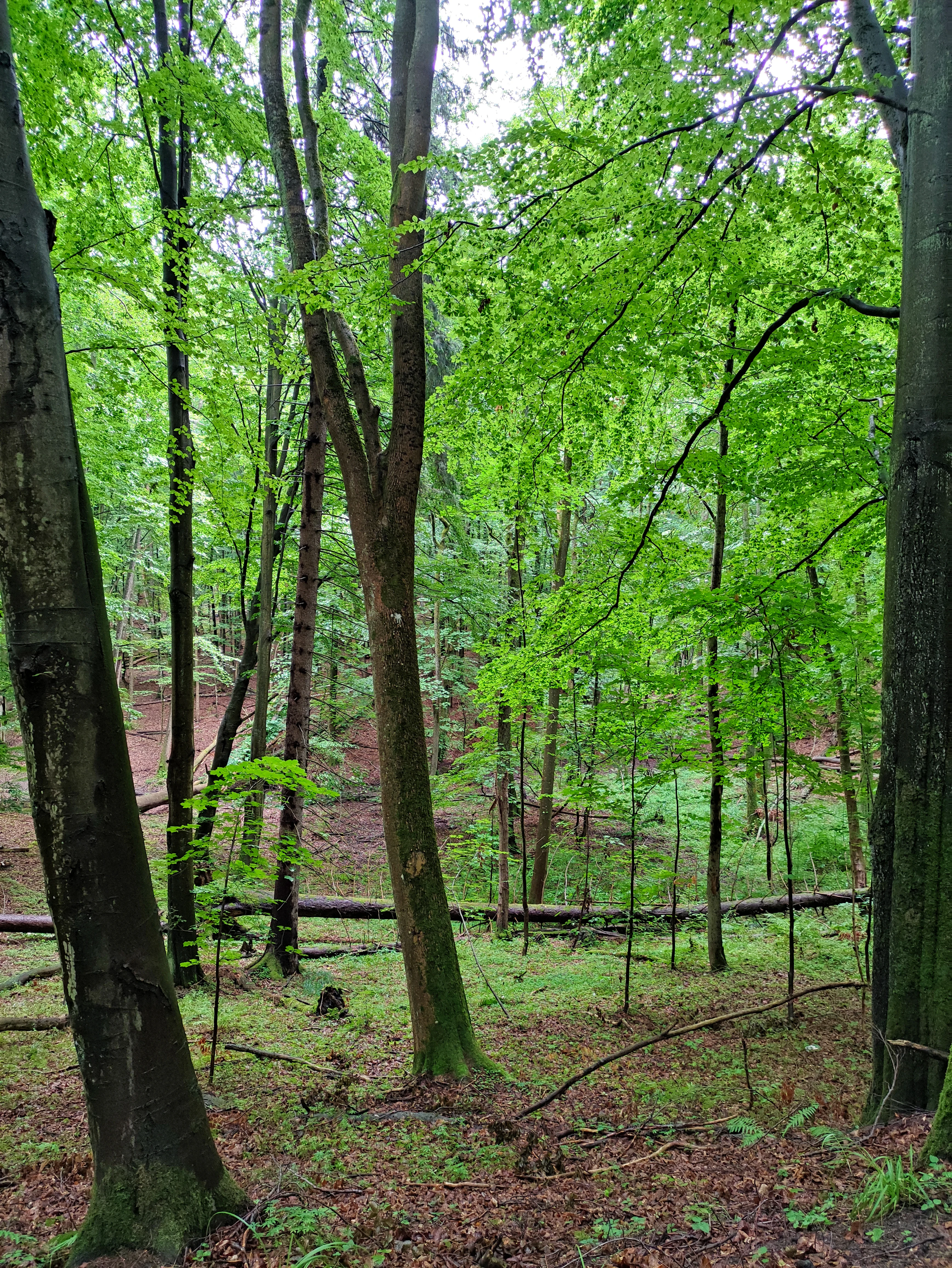 A view into a dense, green deciduous forest with tall tree trunks, a leaf-covered ground, and a fallen log in the distance.