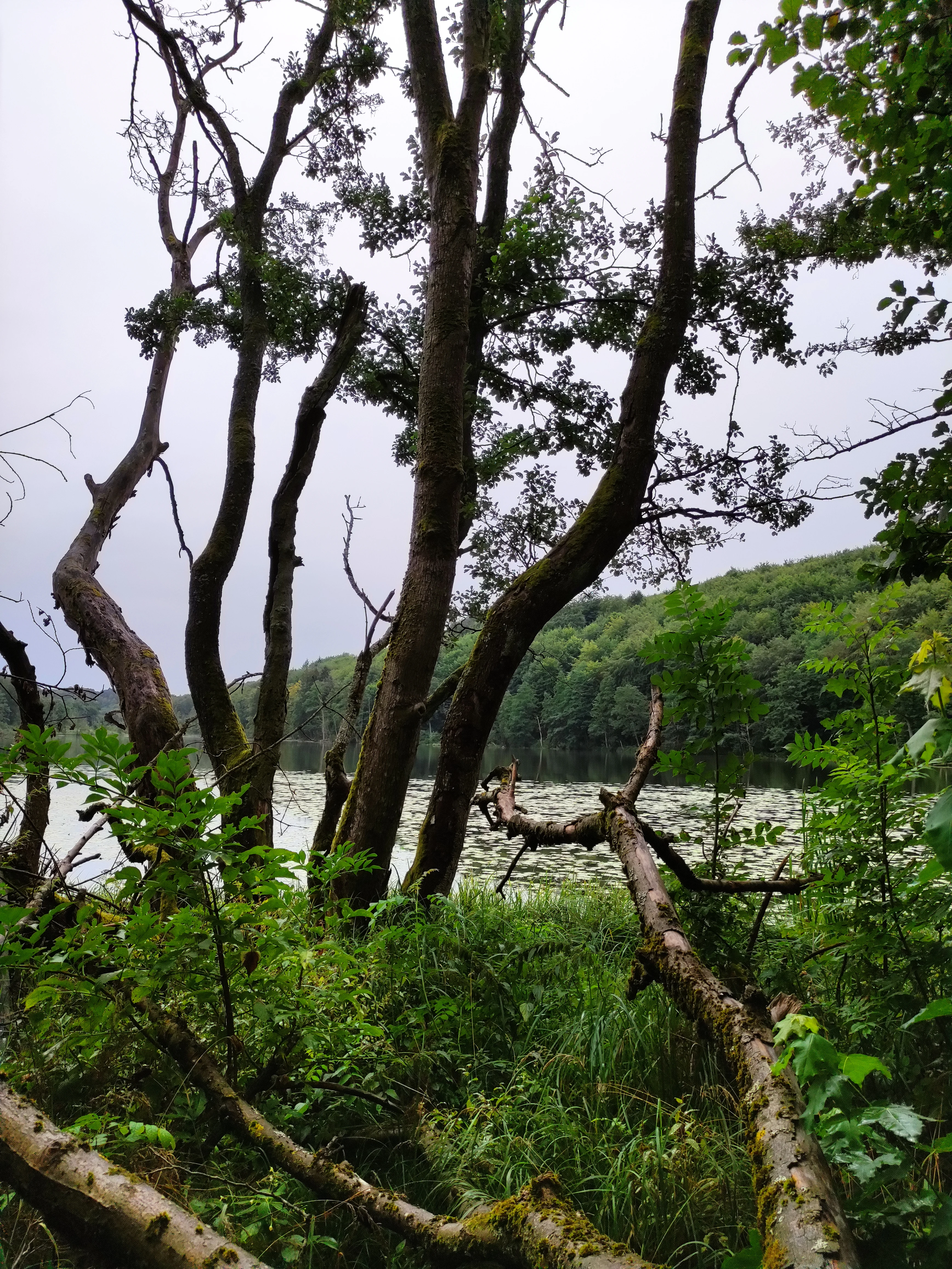 A view through dense trees onto a still lake, with fallen logs in the foreground and a forested hill in the background under an overcast sky.
