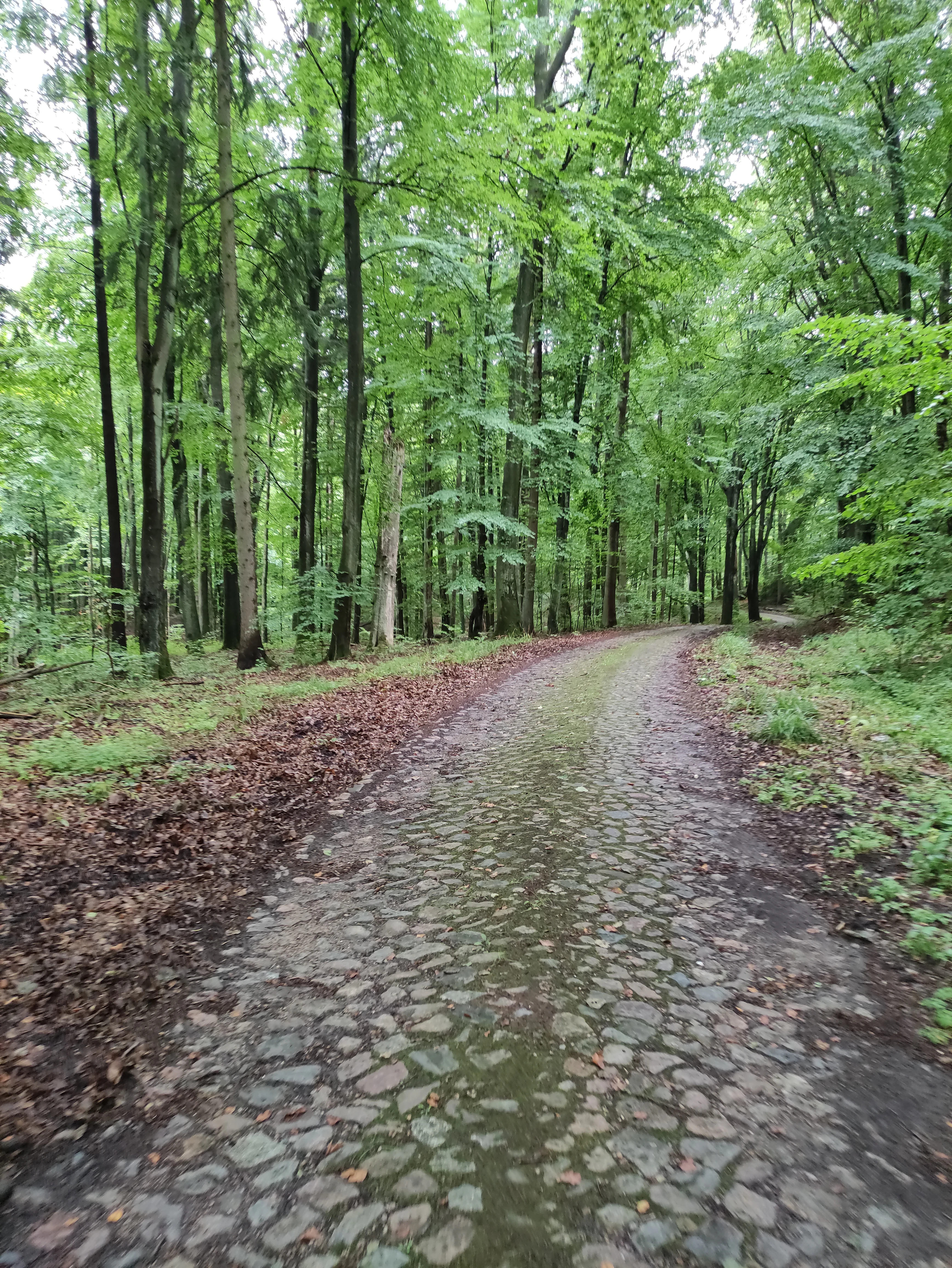 A narrow, historic-looking stone cobbled path leads into a dense green deciduous forest, with fallen brown leaves along the edges.