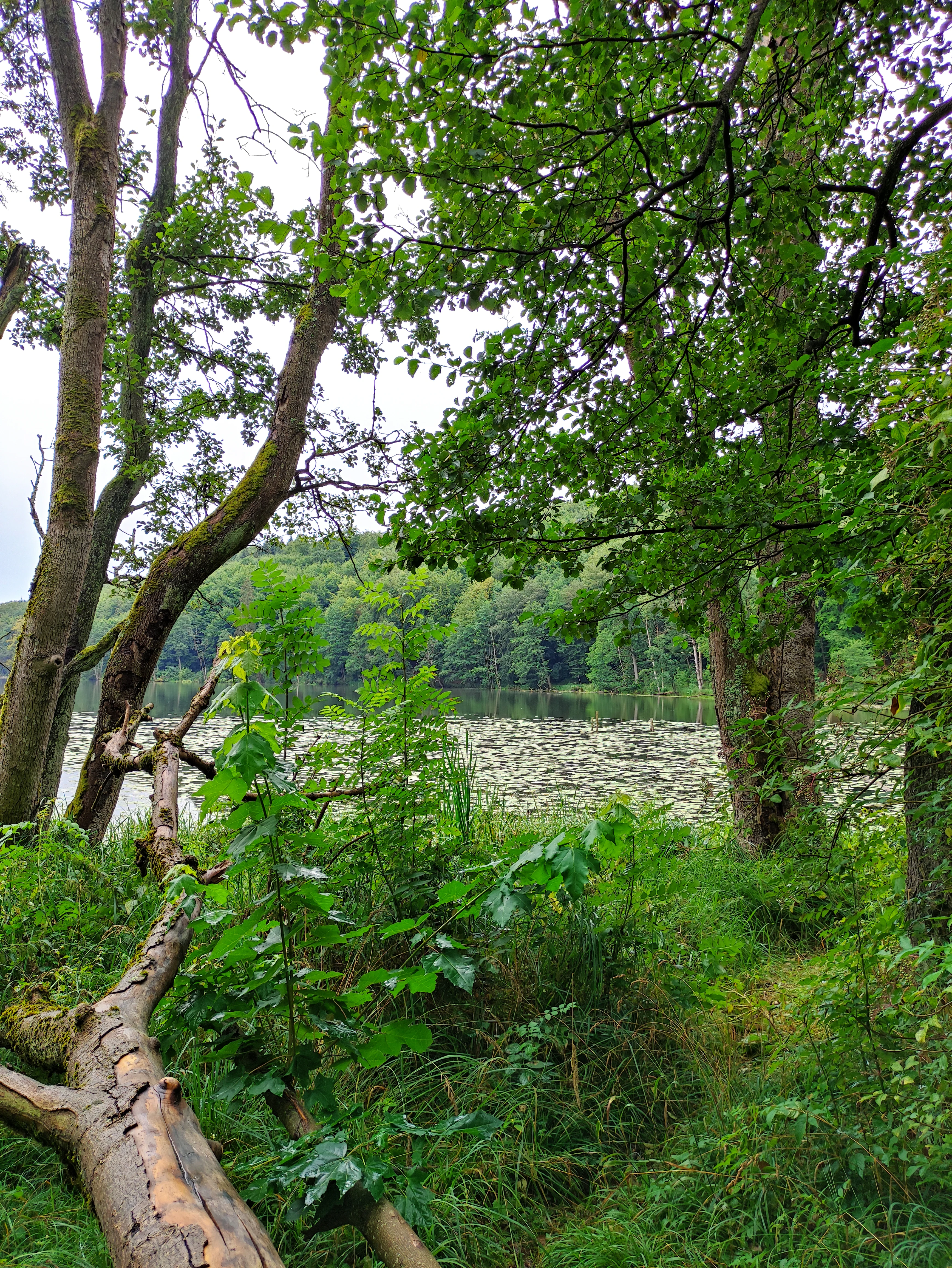 A view through trees looking out over a calm, light-reflecting lake covered in lily pads, framed by foreground forest vegetation and a fallen tree trunk.