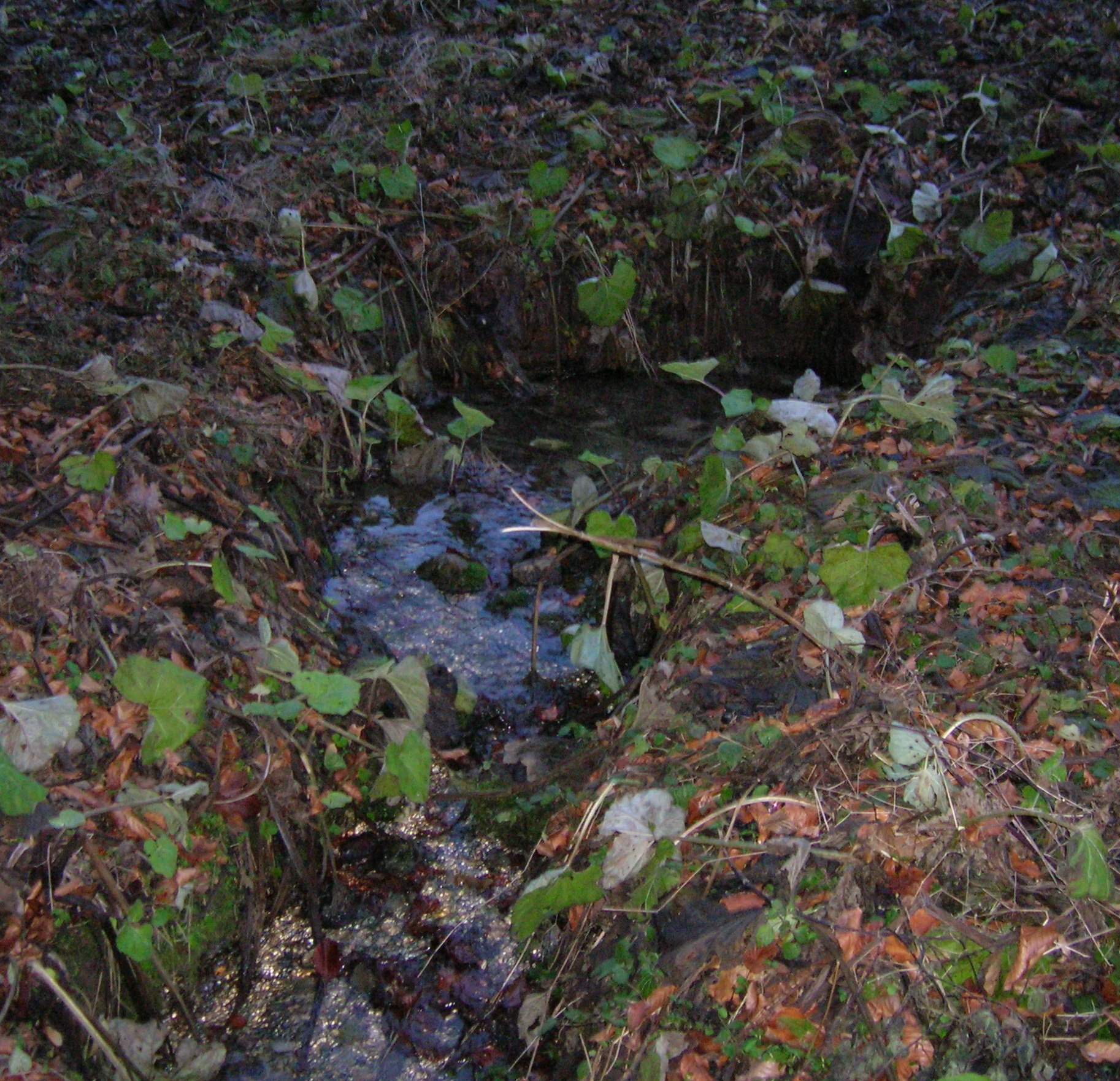 A small natural spring emerging from a shaded forest floor surrounded by low vegetation and dead leaves.
