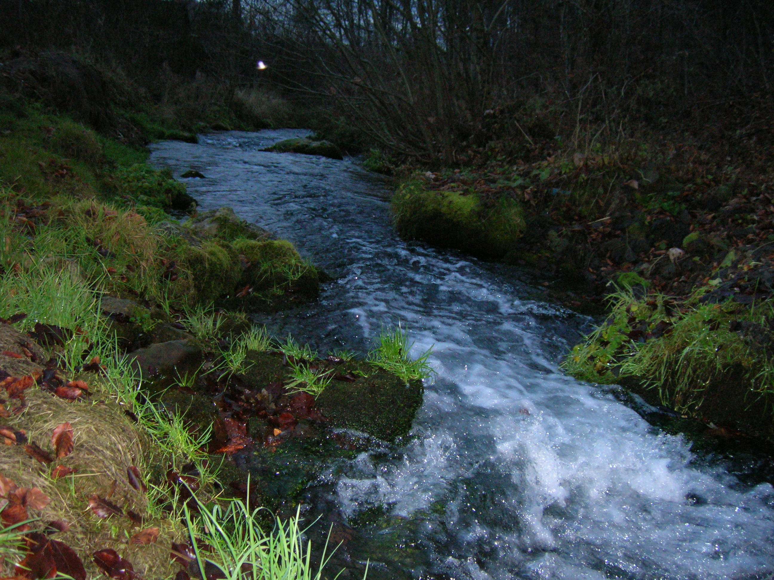 A rushing stream flows through a shaded, wooded area with mossy banks and dark, low-light conditions.