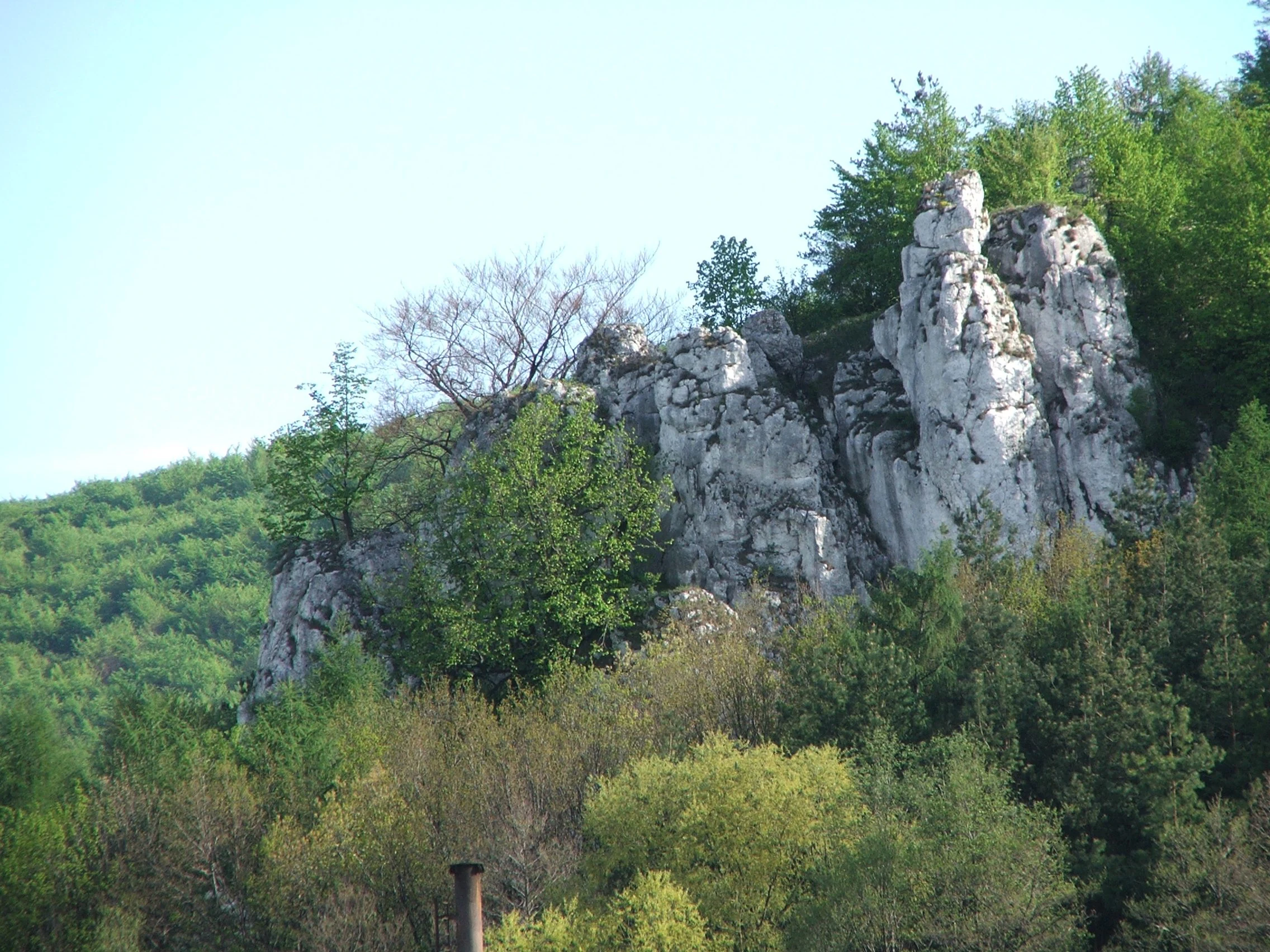A white limestone cliff face rising above a lush green forest, typical of the Racławka Valley nature reserve.