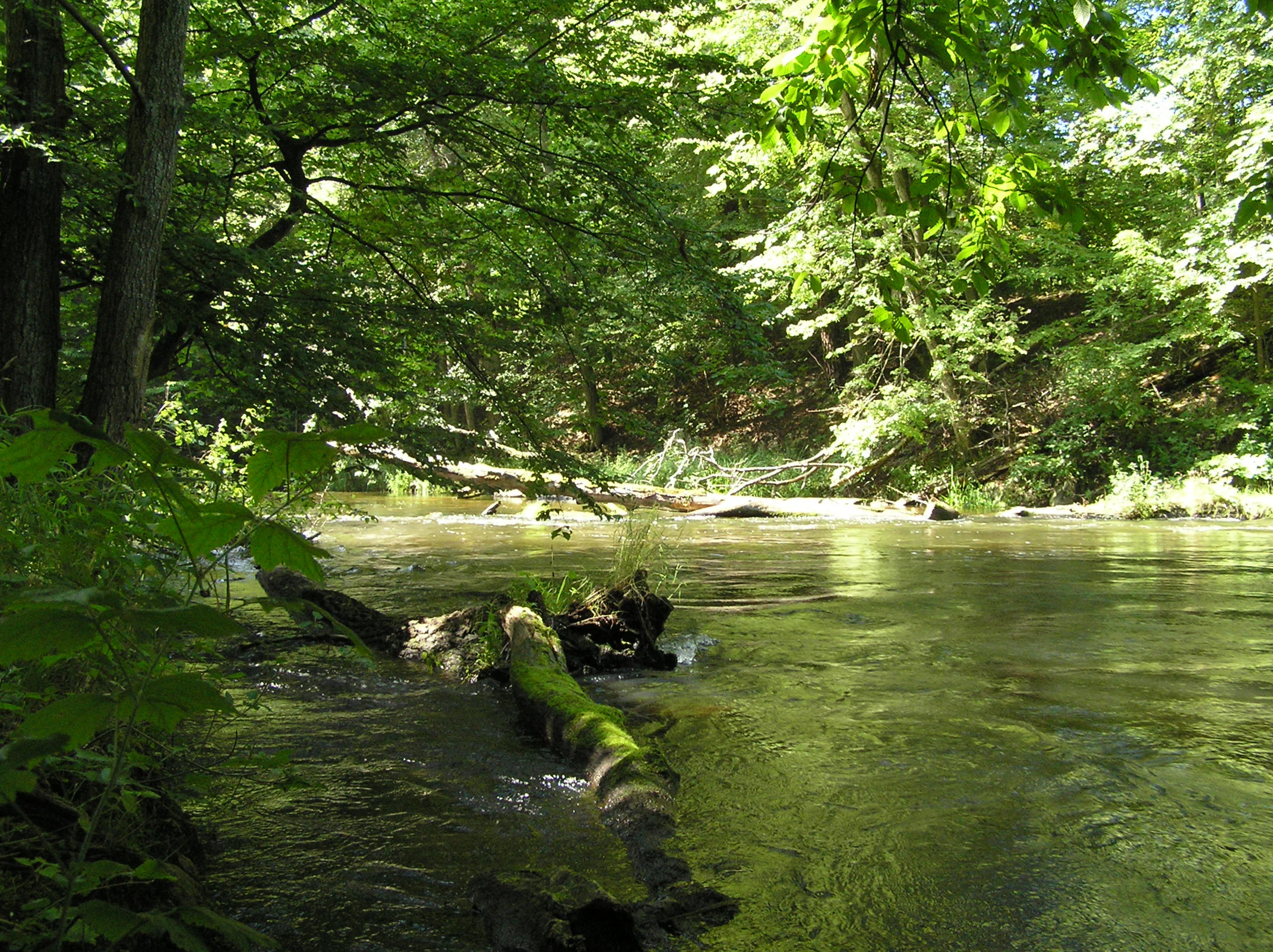 A peaceful river flowing through a lush, green deciduous forest in the Piekiełko area, with a large moss-covered log resting in the foreground water.