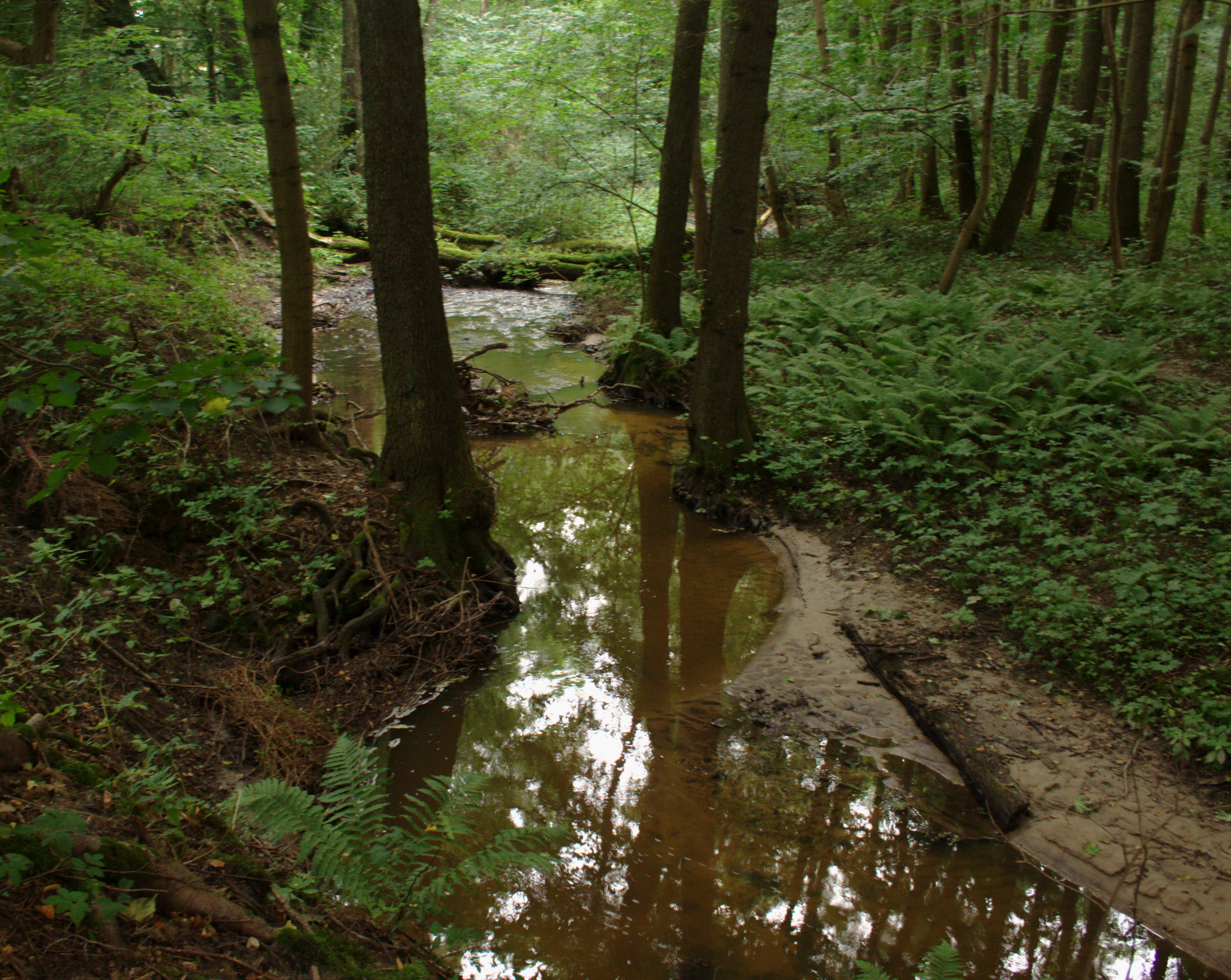 A small, quiet stream flows through a dense forest; trees and ferns line the muddy banks, and fallen logs are visible in the background.